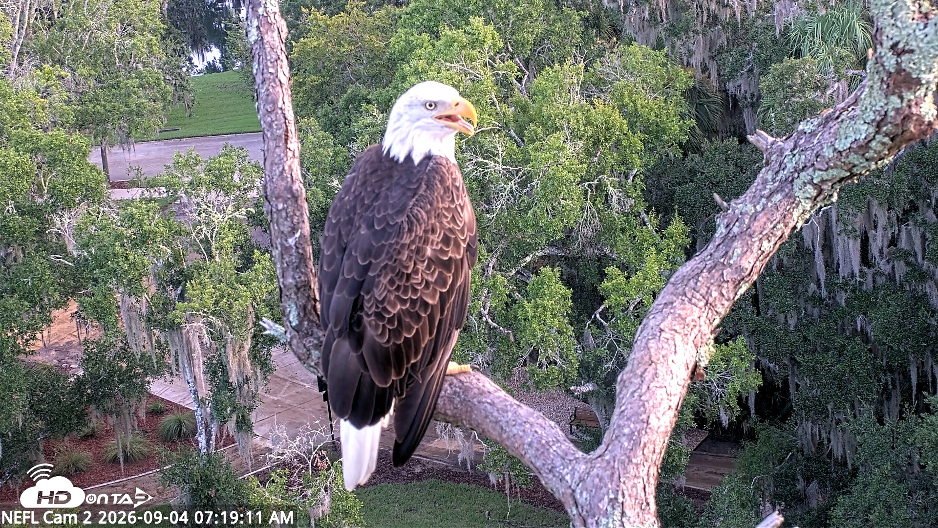 Snapshot of NE Florida Eagles Live Webcam taken Sep 4, 2026, 7:20am EDT