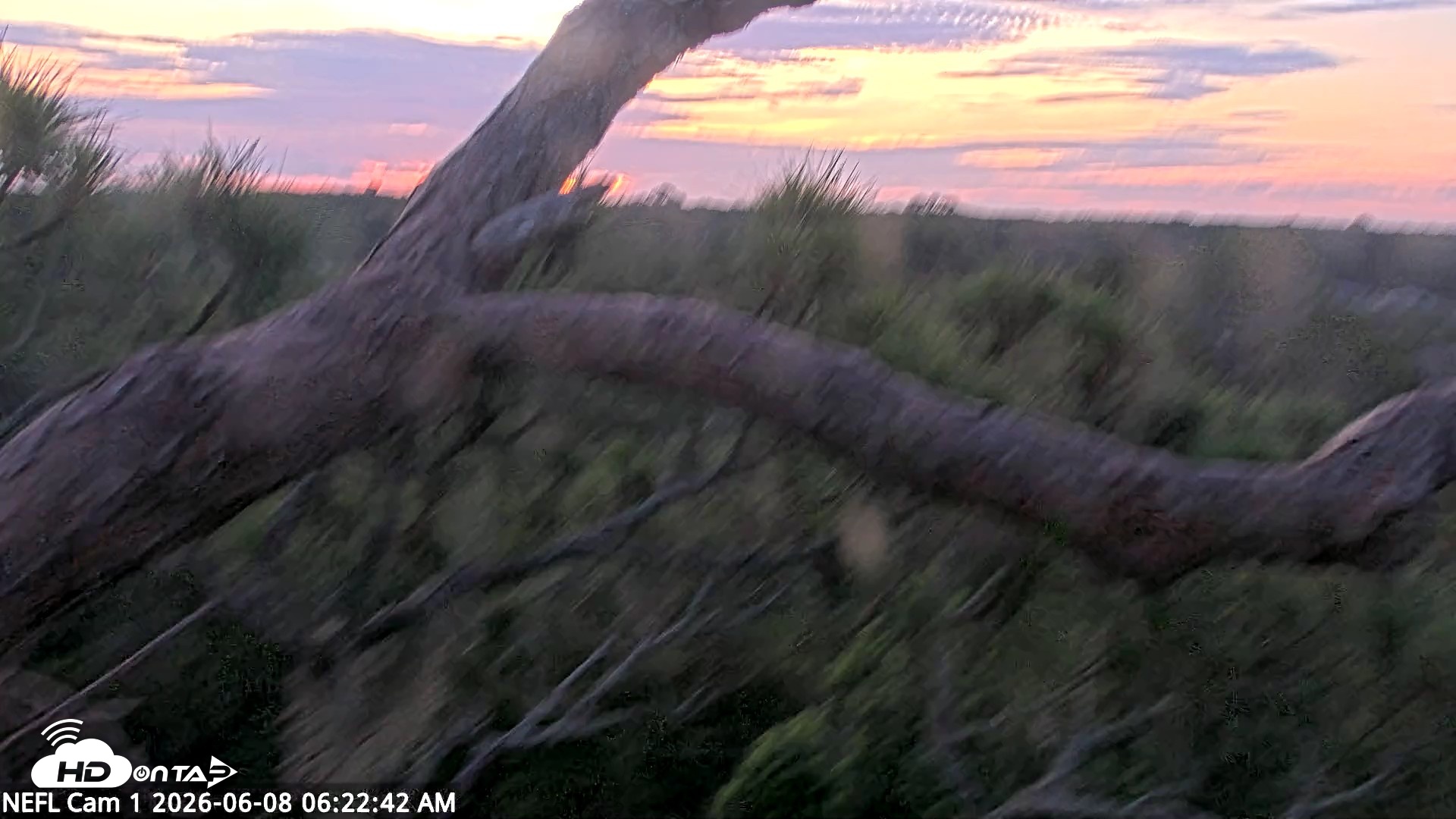 Snapshot of NE Florida Eagles Live Webcam taken Jun 8, 2026, 6:23am EDT