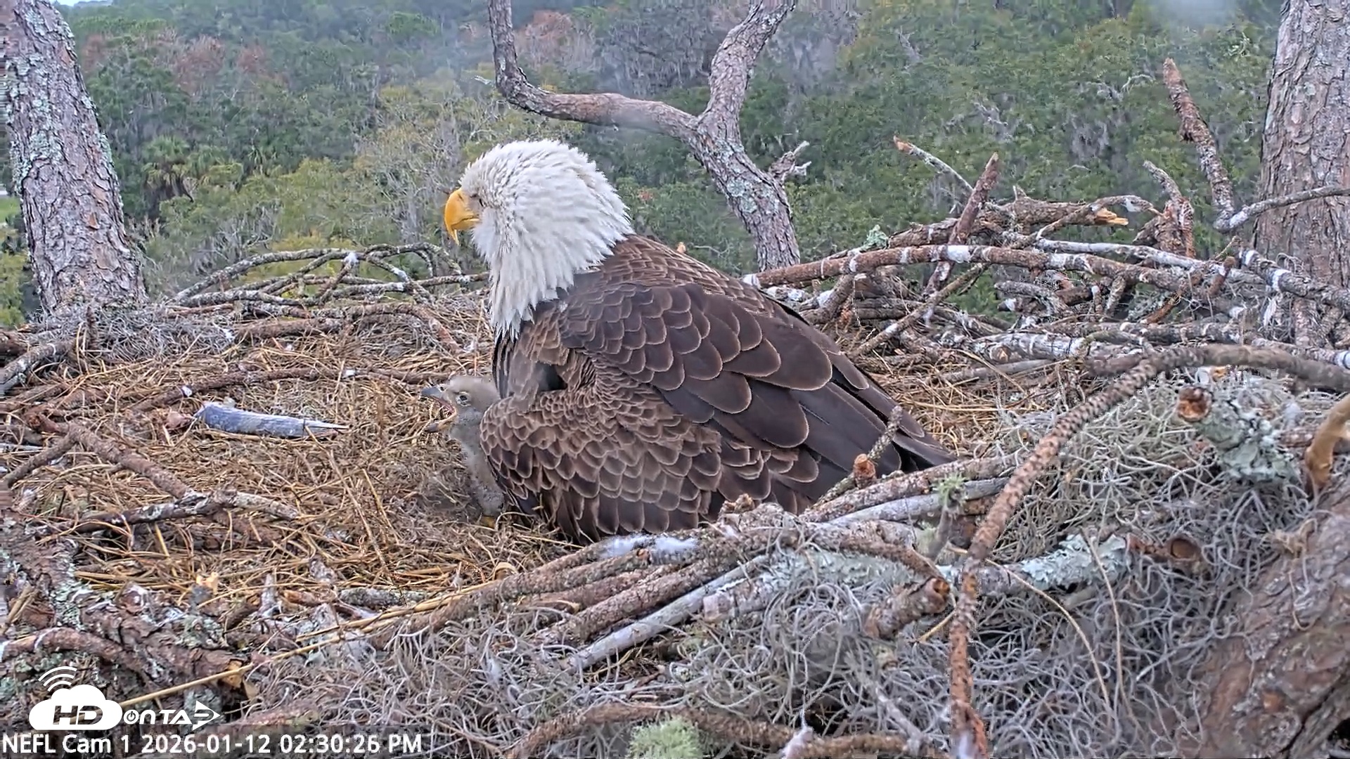 Snapshot of NE Florida Eagles Live Webcam taken Jan 12, 2026, 2:31pm EST