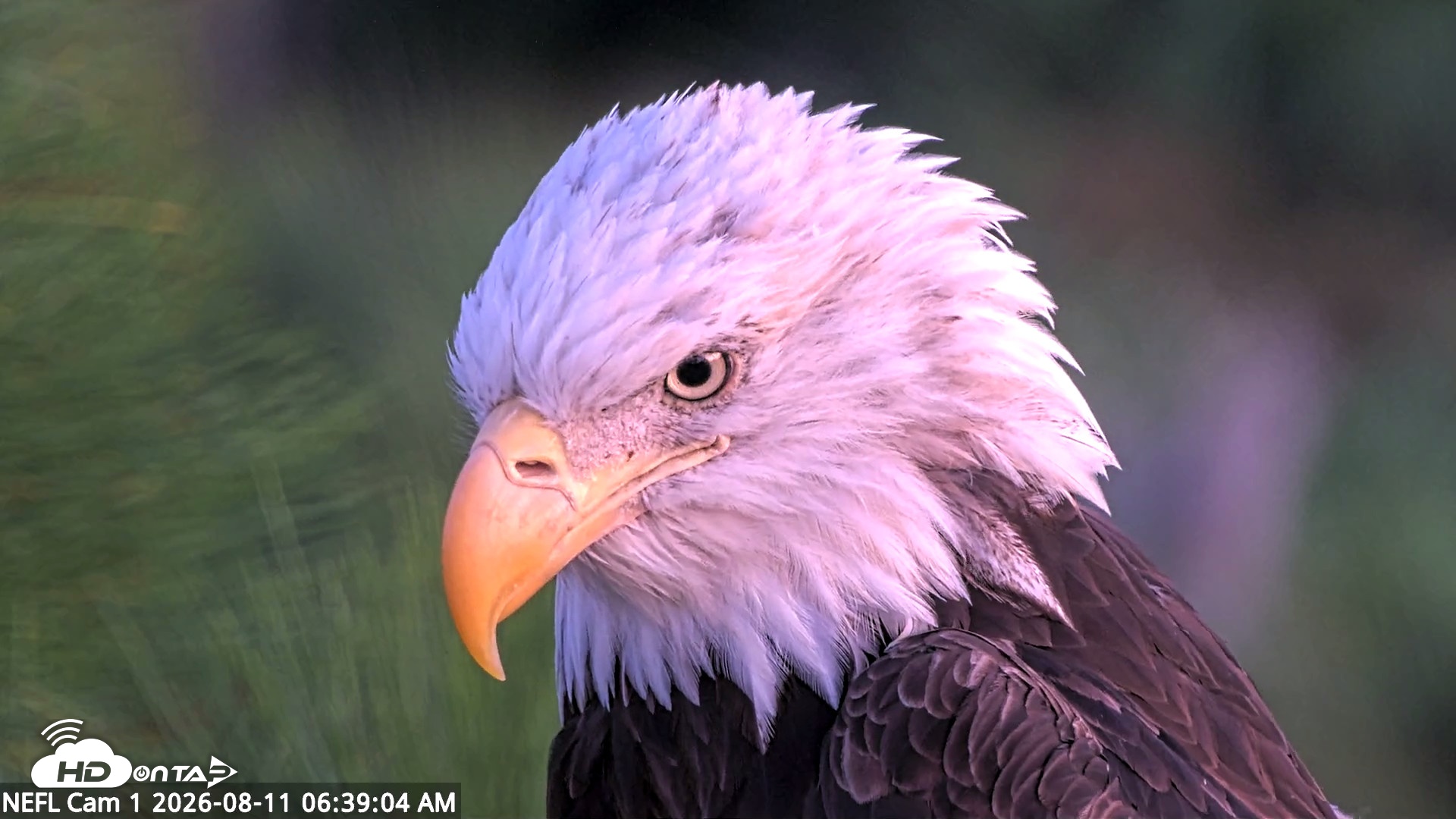 Snapshot of NE Florida Eagles Live Webcam taken Aug 11, 2026, 6:39am EDT