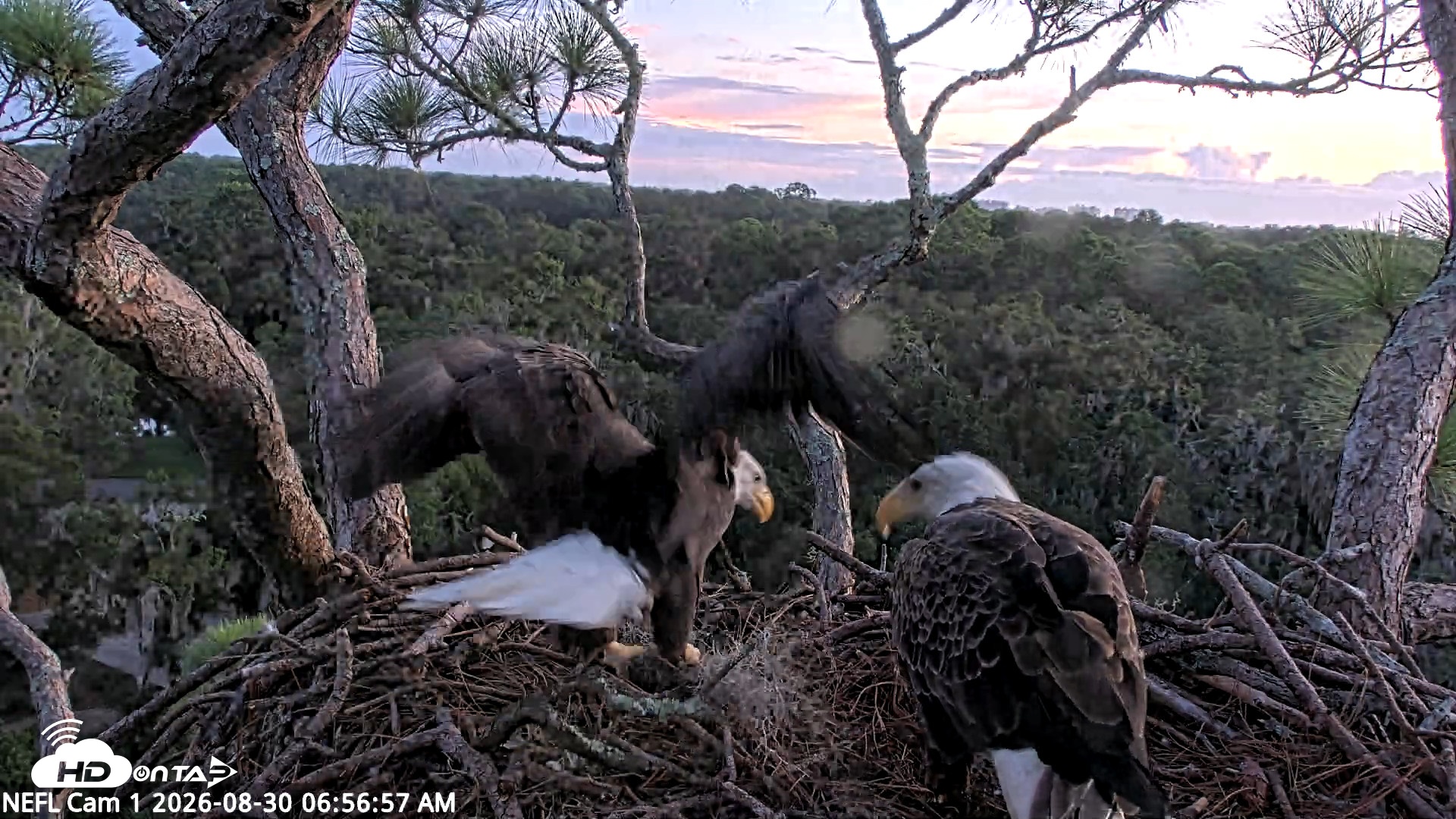 Snapshot of NE Florida Eagles Live Webcam taken Aug 30, 2026, 6:57am EDT