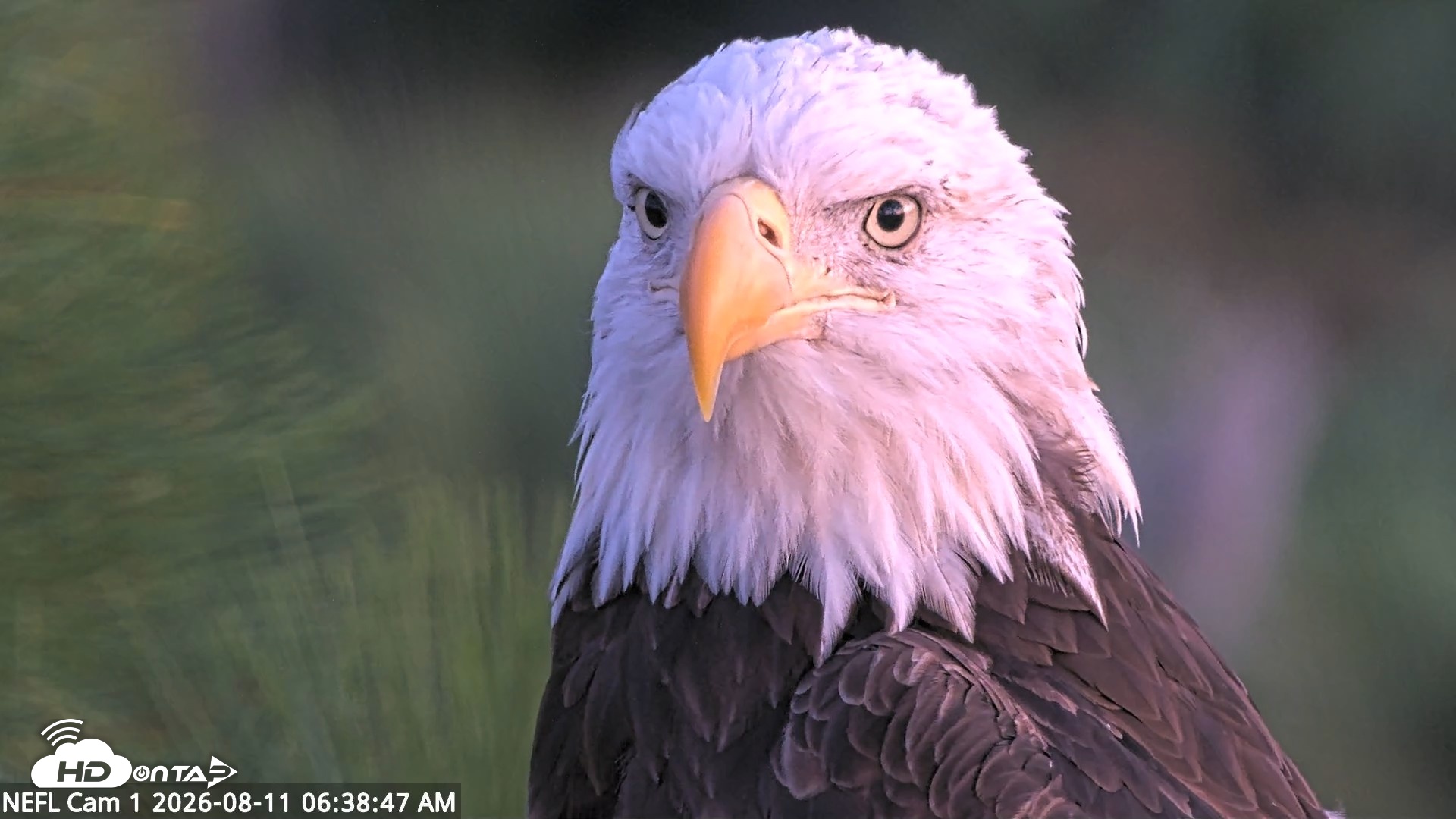 Snapshot of NE Florida Eagles Live Webcam taken Aug 11, 2026, 6:39am EDT