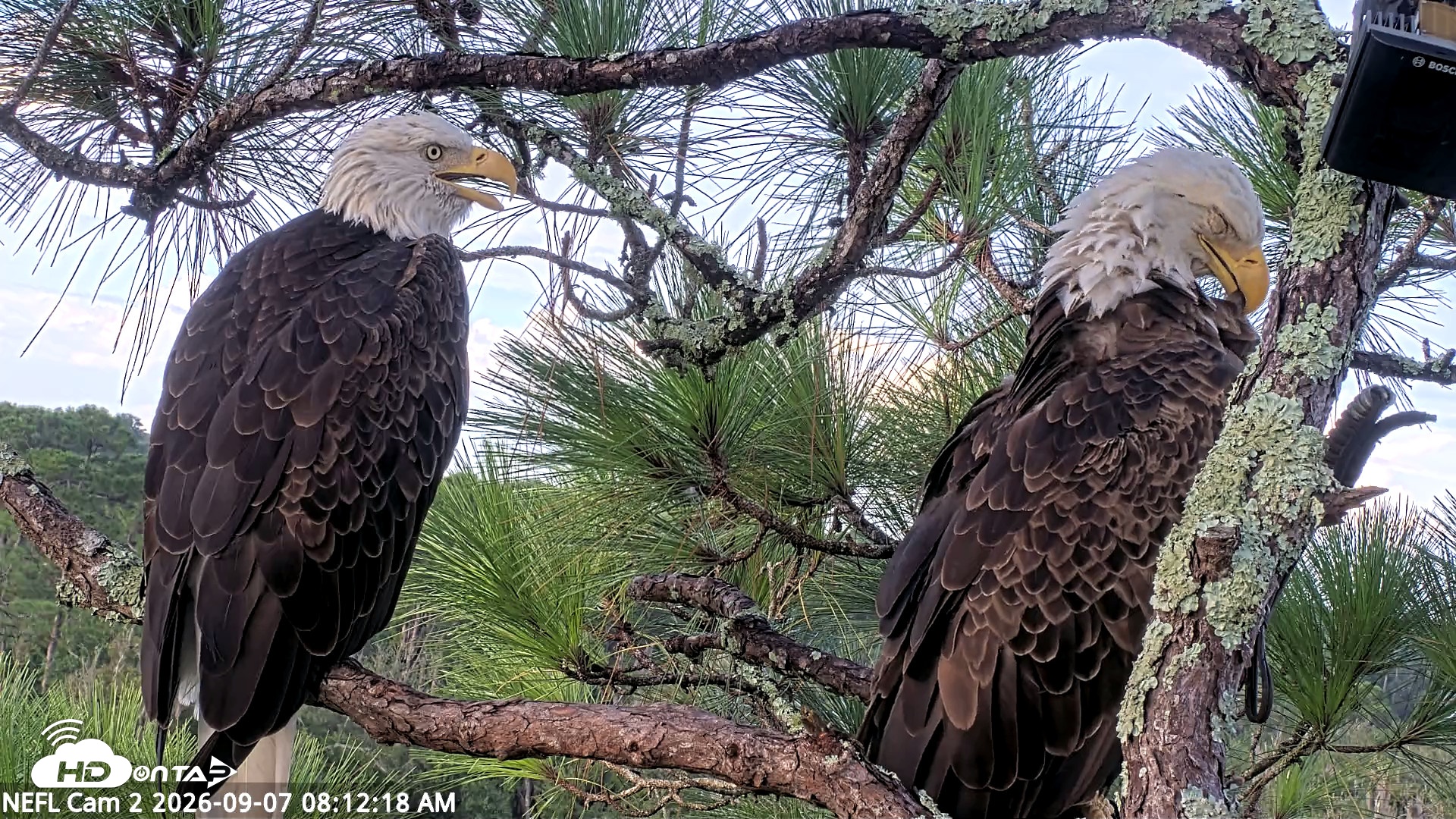 Snapshot of NE Florida Eagles Live Webcam taken Sep 7, 2026, 8:13am EDT