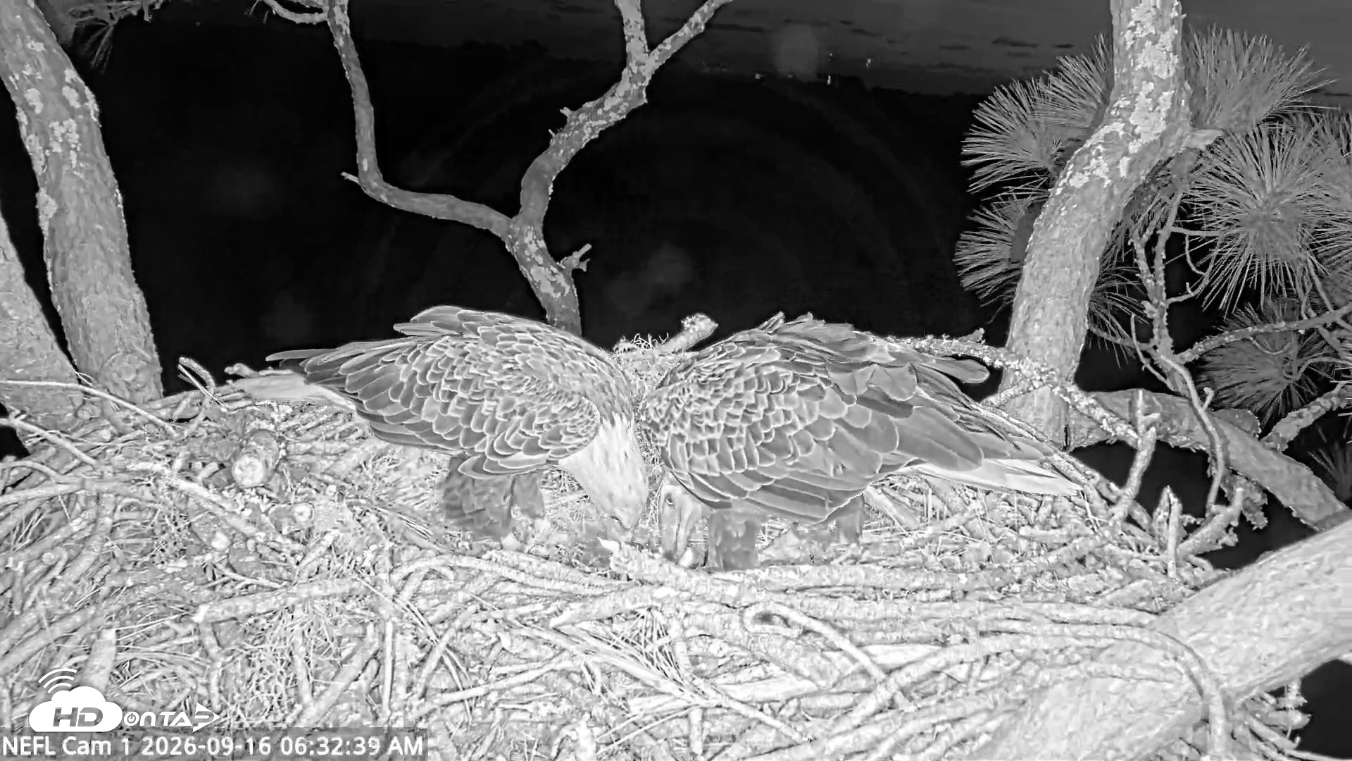 Snapshot of NE Florida Eagles Live Webcam taken Sep 16, 2026, 6:33am EDT