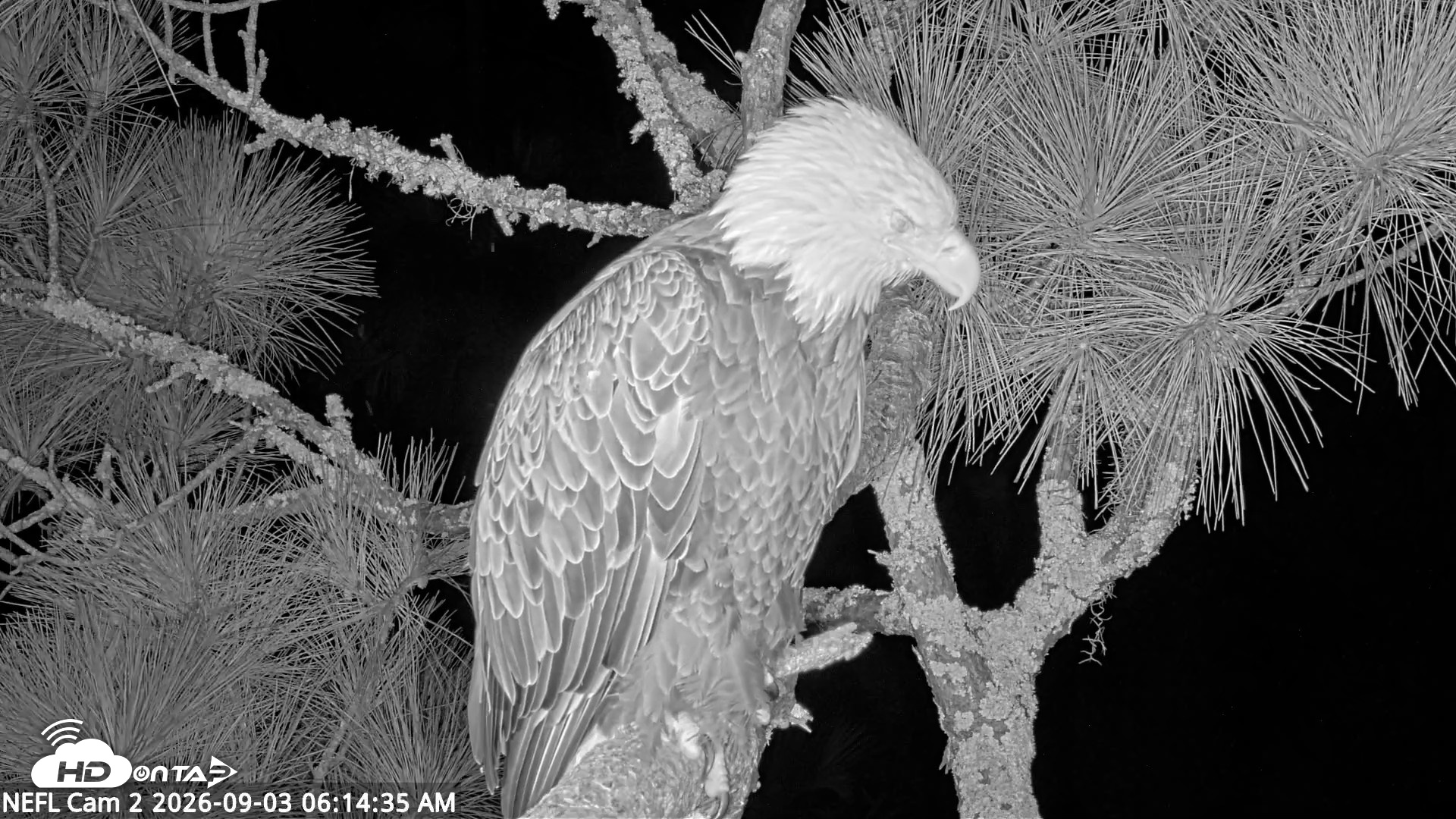 Snapshot of NE Florida Eagles Live Webcam taken Sep 3, 2026, 6:16am EDT