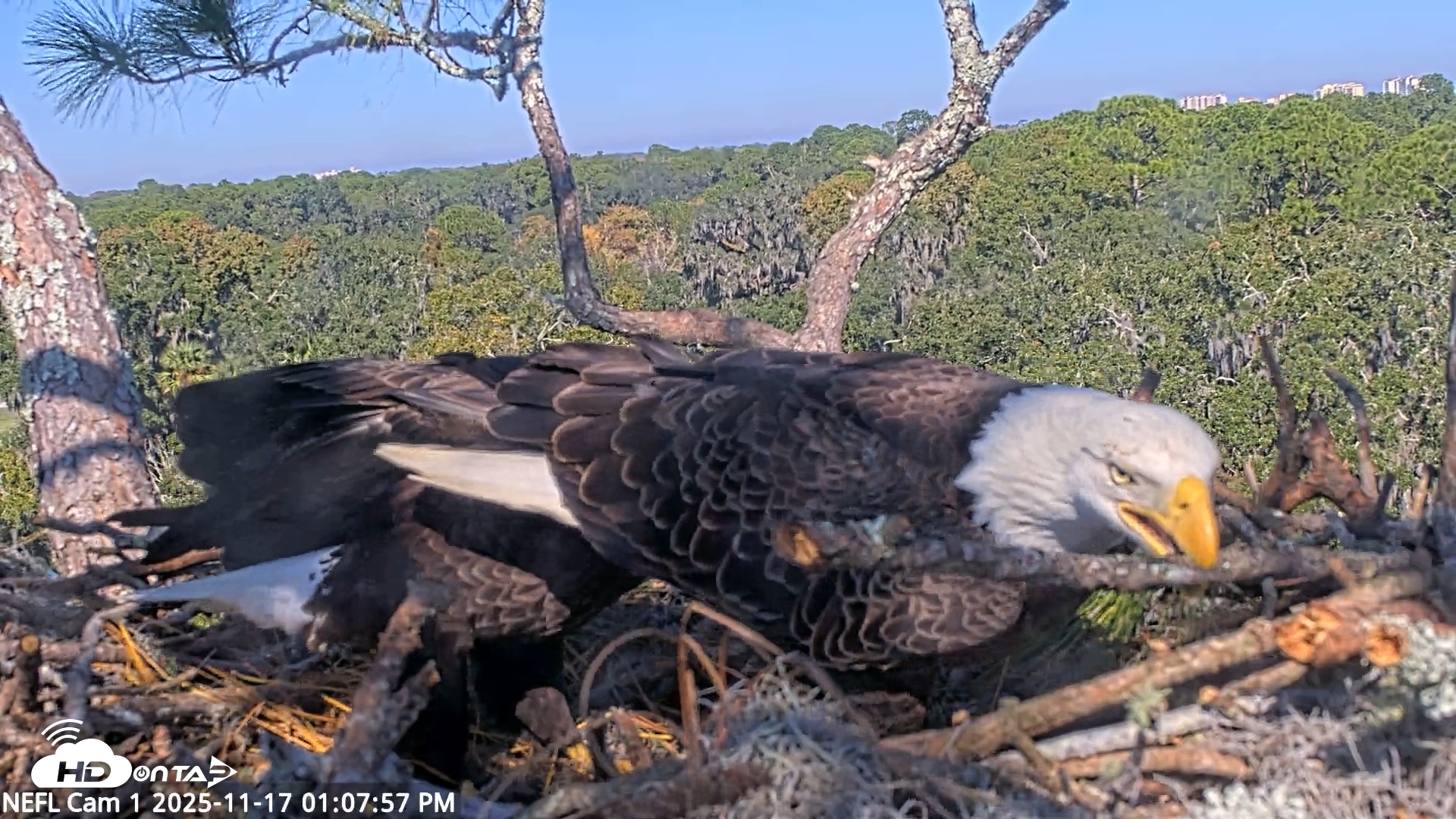 Snapshot of NE Florida Eagles Live Webcam taken Nov 17, 2025, 1:08pm EST