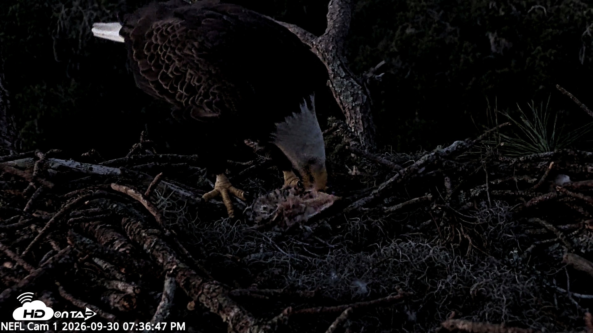 Snapshot of NE Florida Eagles Live Webcam taken Sep 30, 2026, 7:37pm EDT