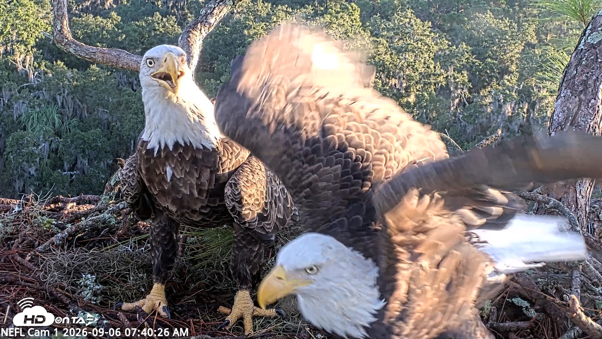 Snapshot of NE Florida Eagles Live Webcam taken Sep 6, 2026, 7:41am EDT