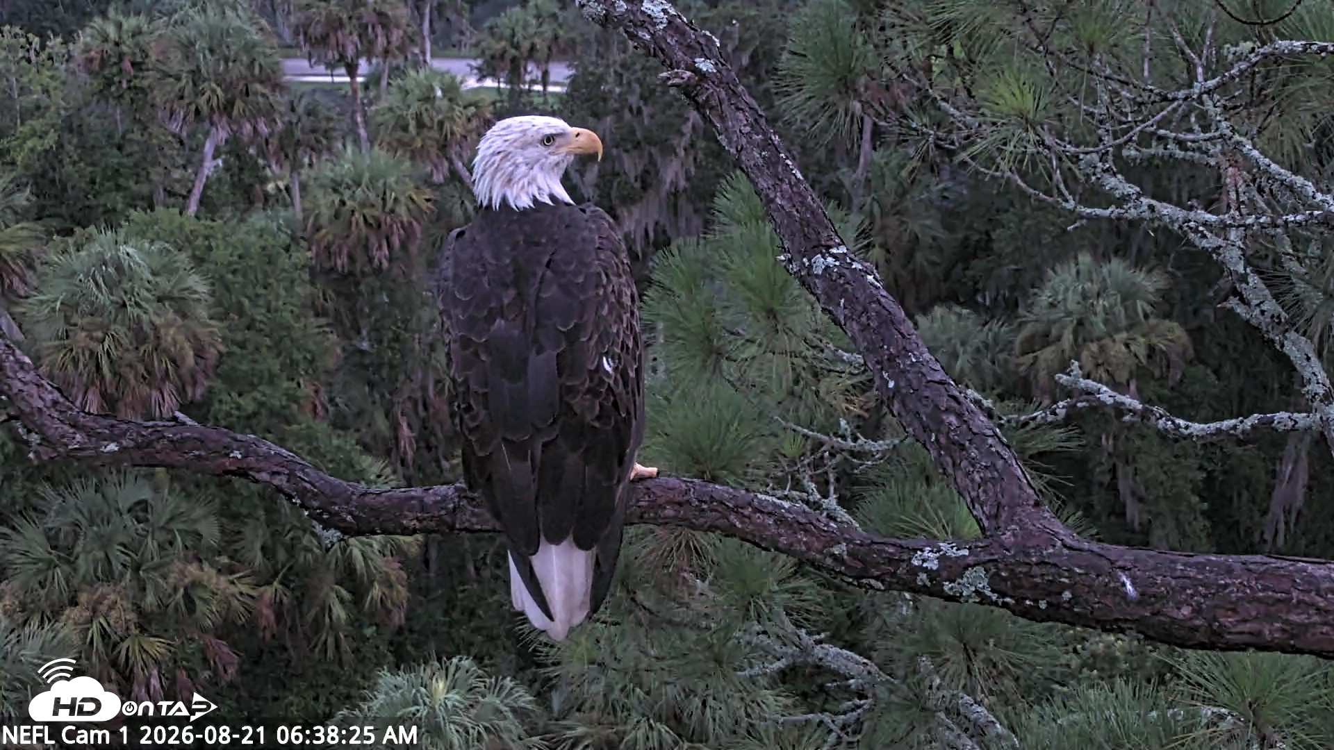 Snapshot of NE Florida Eagles Live Webcam taken Aug 21, 2026, 6:39am EDT