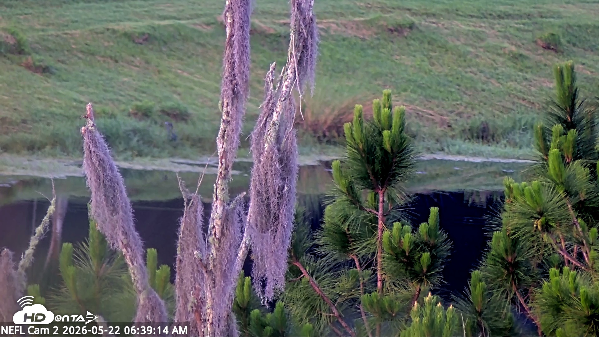 Snapshot of NE Florida Eagles Live Webcam taken May 22, 2026, 6:40am EDT