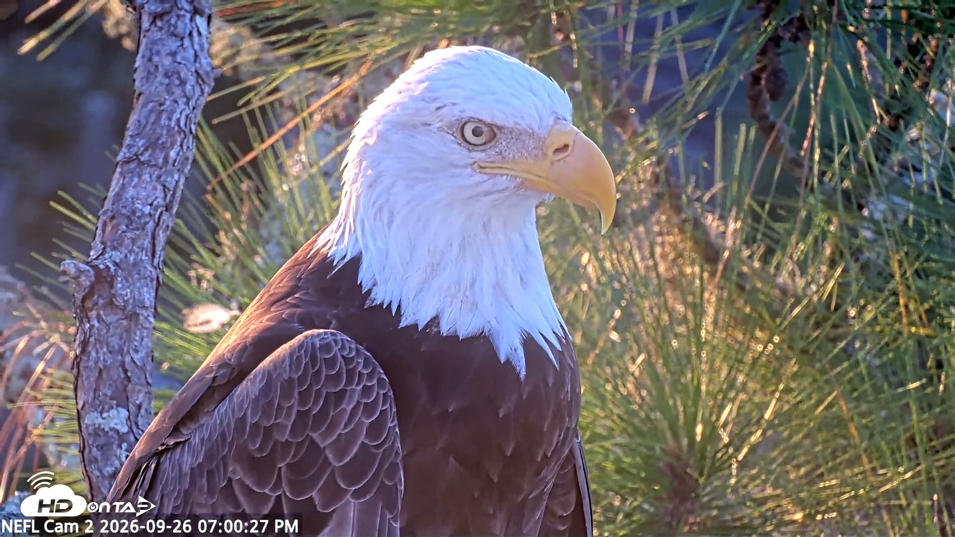 Snapshot of NE Florida Eagles Live Webcam taken Sep 26, 2026, 7:01pm EDT