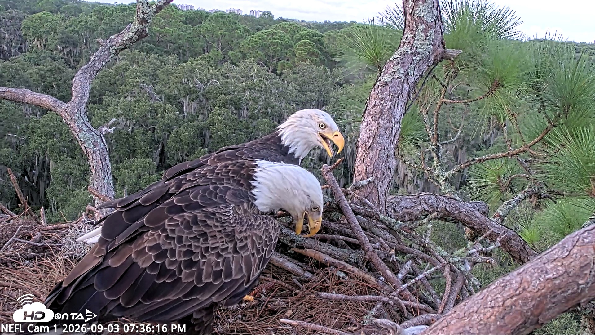 Snapshot of NE Florida Eagles Live Webcam taken Sep 3, 2026, 7:37pm EDT