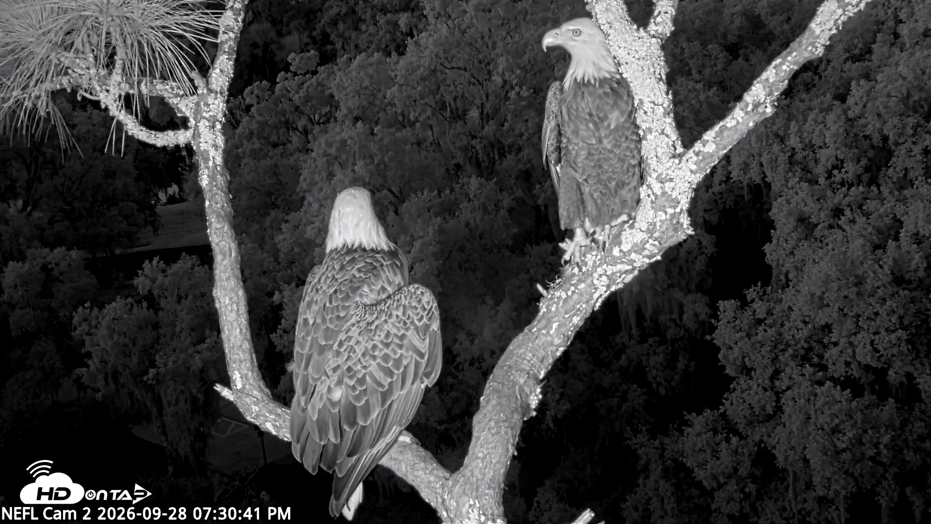 Snapshot of NE Florida Eagles Live Webcam taken Sep 28, 2026, 7:31pm EDT
