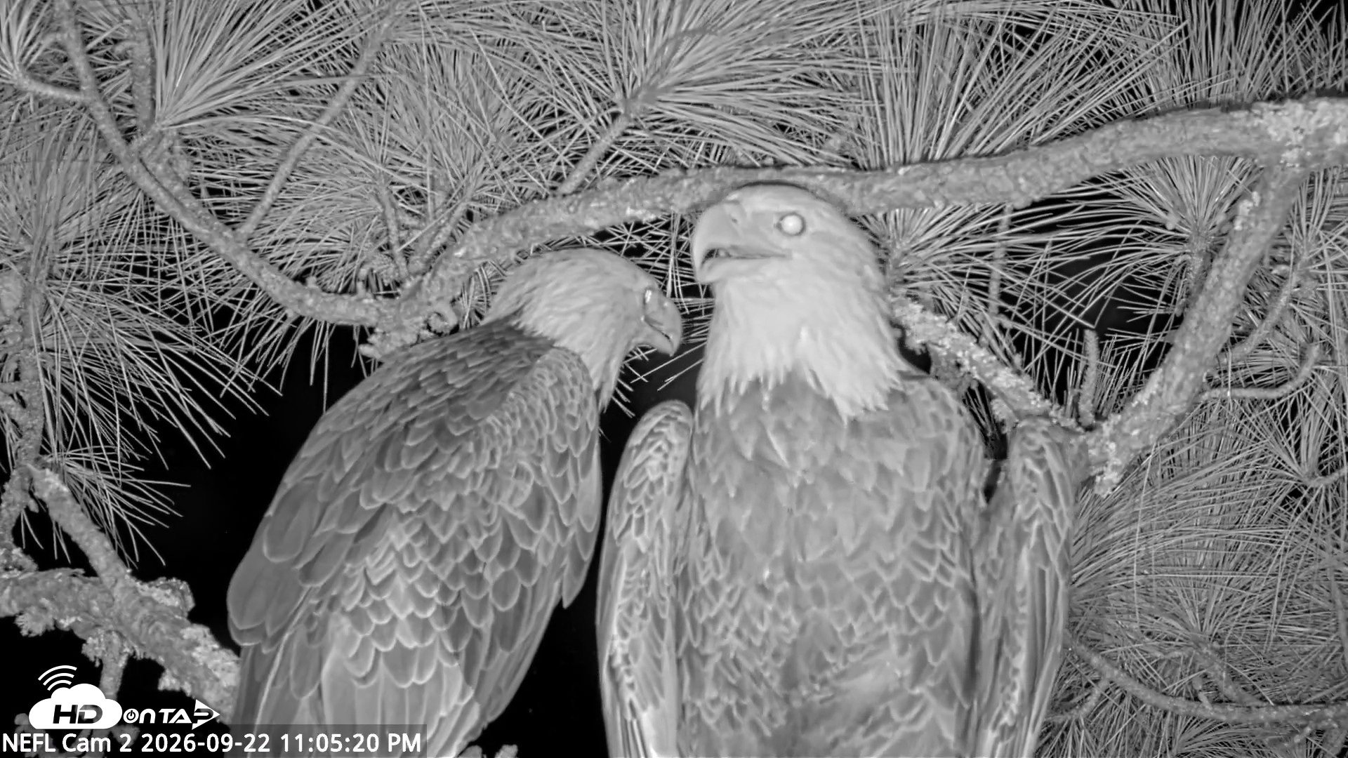 Snapshot of NE Florida Eagles Live Webcam taken Sep 22, 2026, 11:06pm EDT