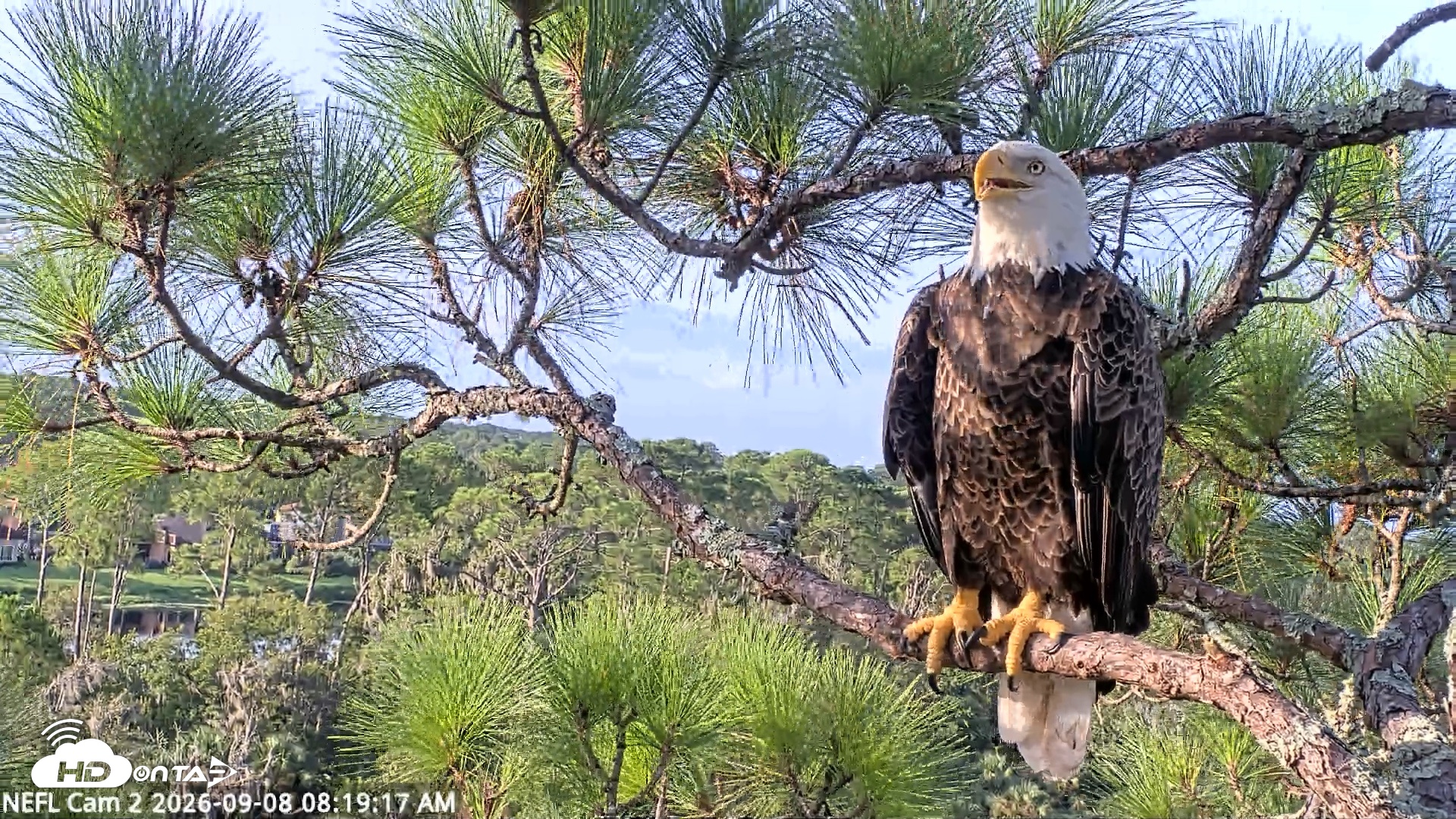 Snapshot of NE Florida Eagles Live Webcam taken Sep 8, 2026, 8:20am EDT