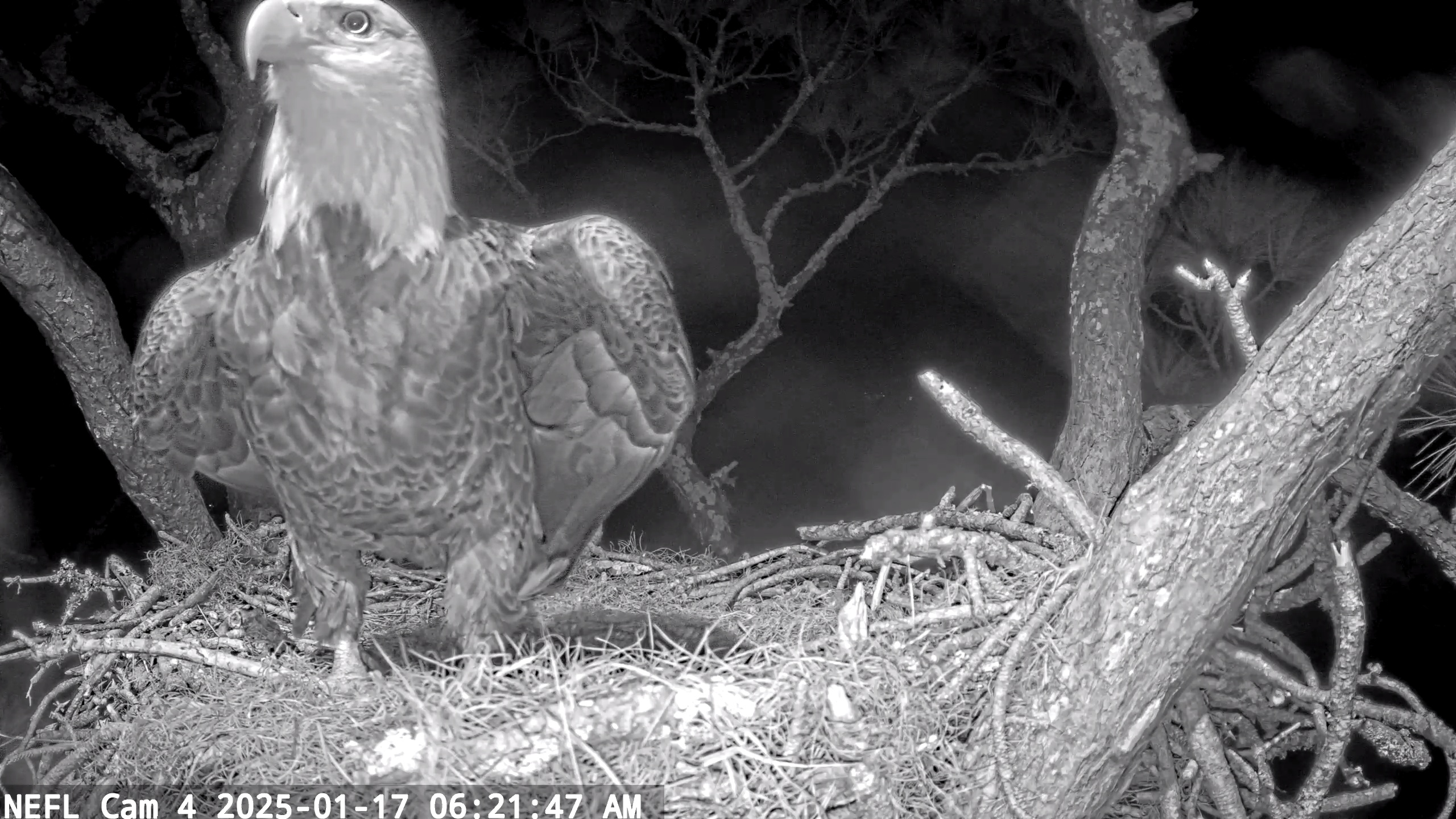 Snapshot of NE Florida Eagles Live Webcam taken Jan 17, 2025, 6:22am EST