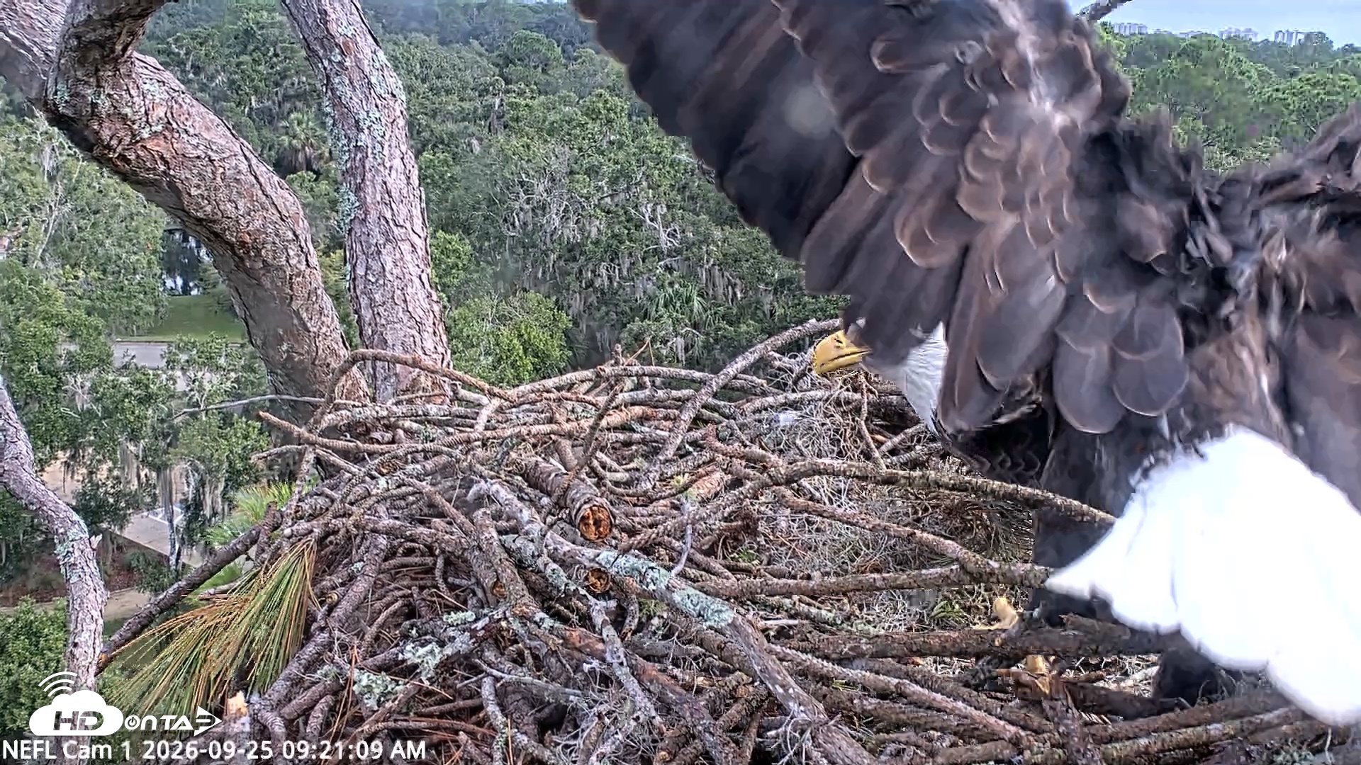 Snapshot of NE Florida Eagles Live Webcam taken Sep 25, 2026, 9:22am EDT