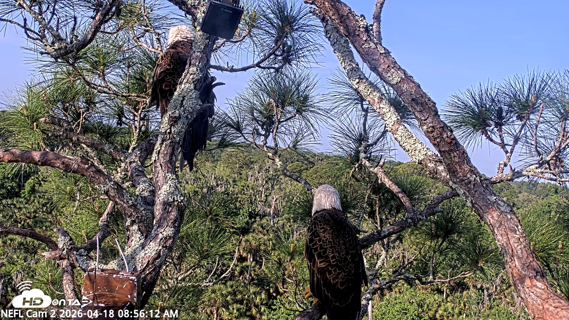 Snapshot of NE Florida Eagles Live Webcam taken Apr 18, 2026, 8:56am EDT