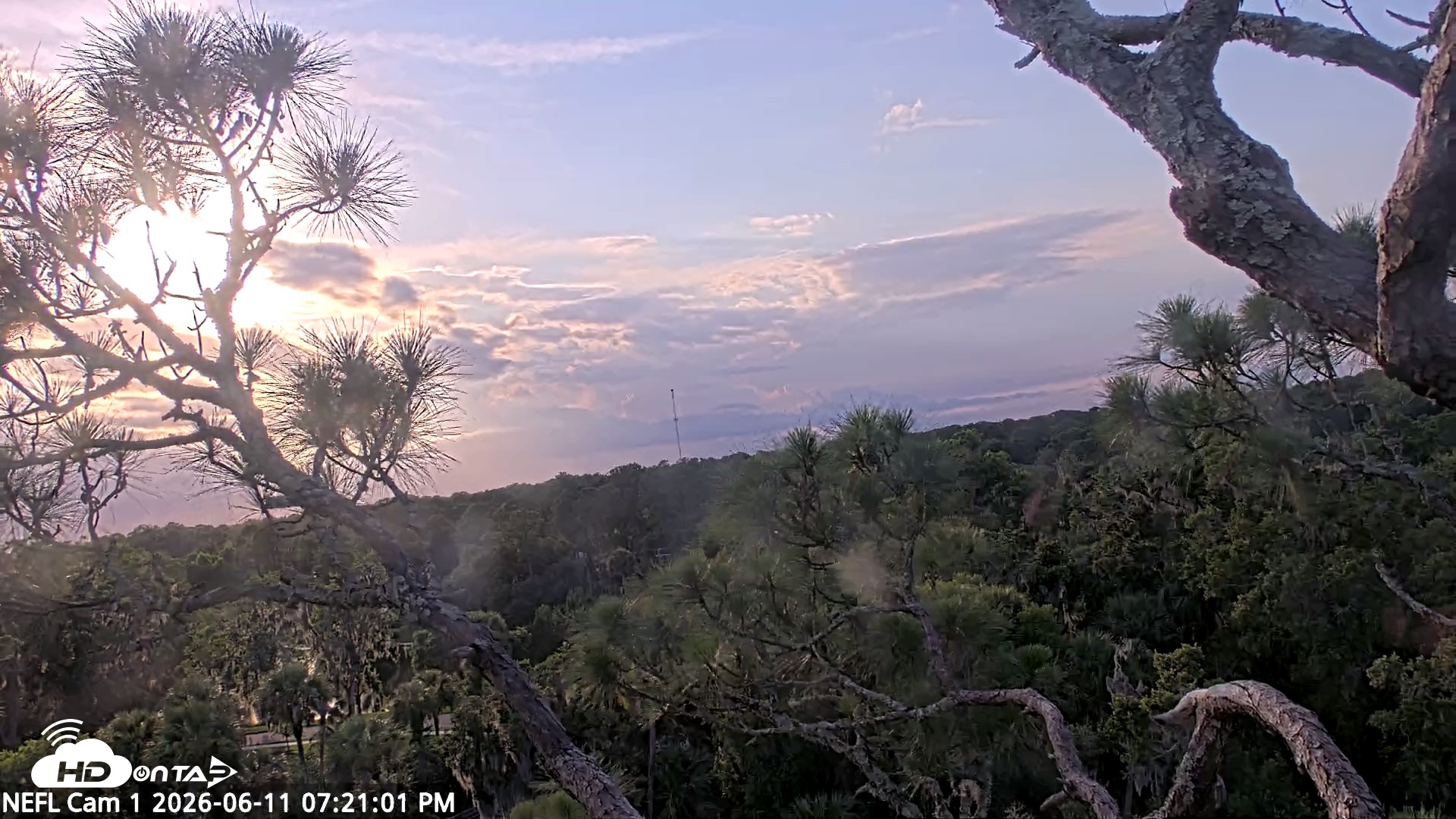 Snapshot of NE Florida Eagles Live Webcam taken Jun 11, 2026, 7:21pm EDT