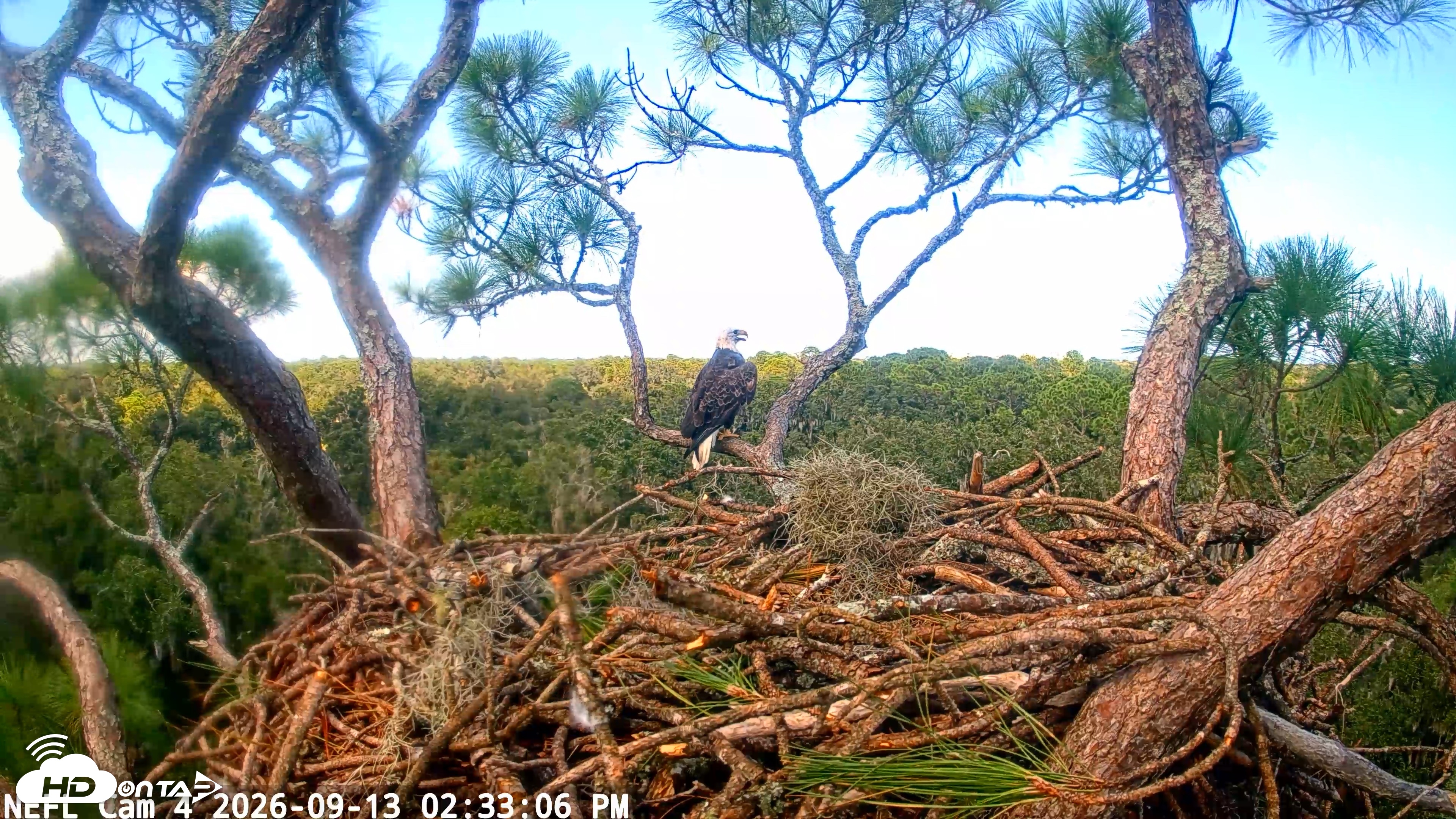 Snapshot of NE Florida Eagles Live Webcam taken Sep 13, 2026, 2:33pm EDT