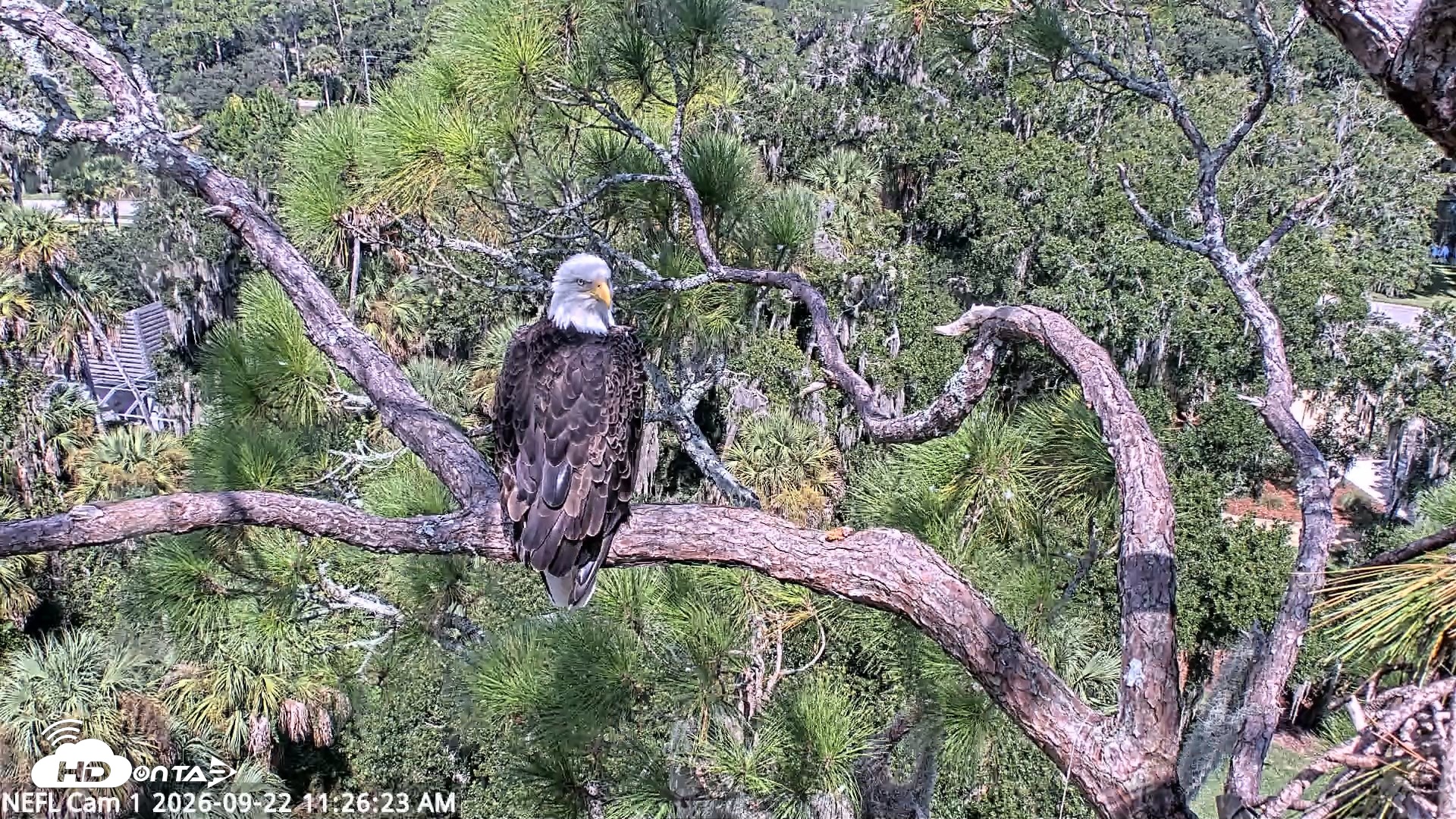 Snapshot of NE Florida Eagles Live Webcam taken Sep 22, 2026, 11:27am EDT
