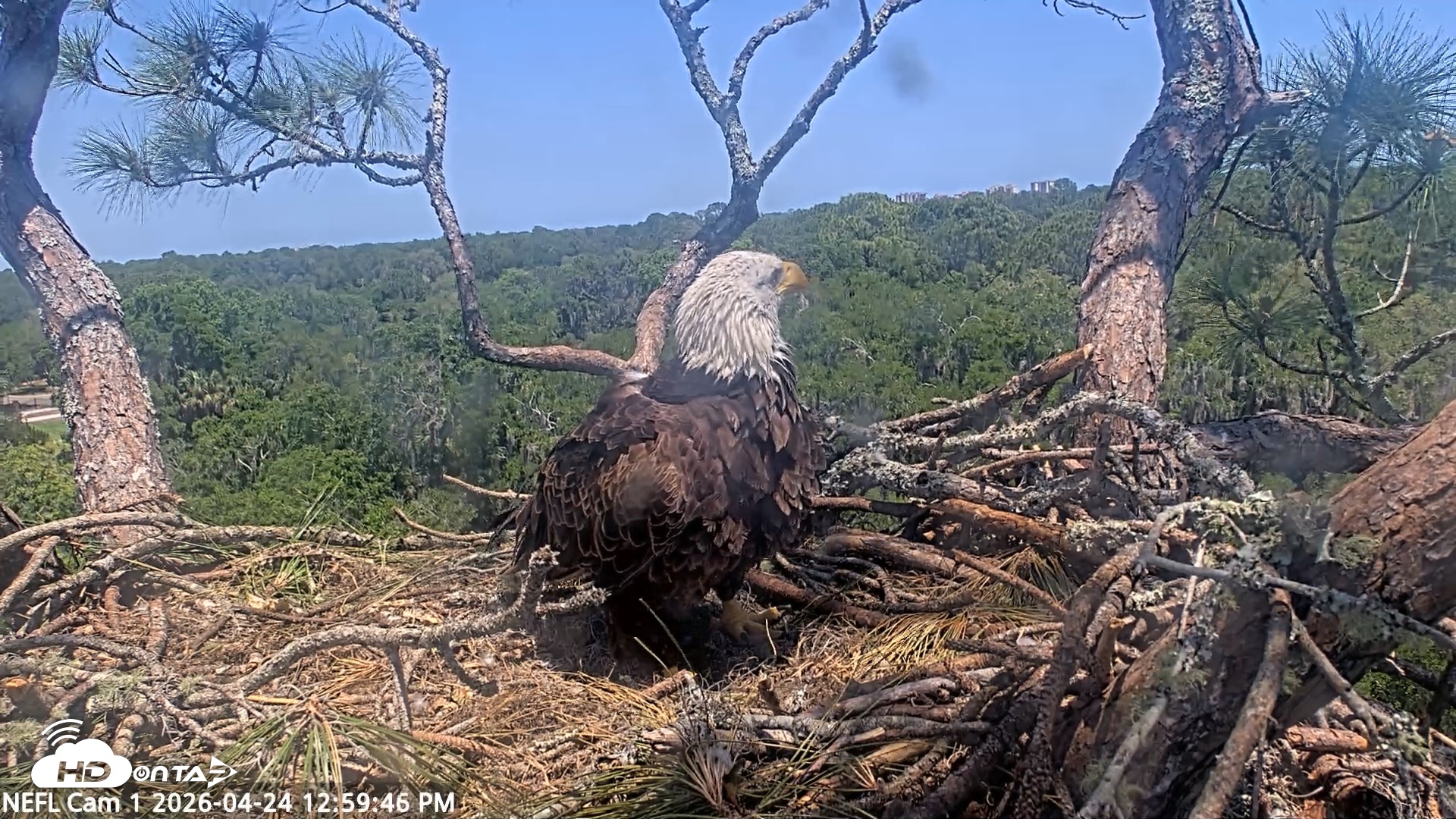 Snapshot of NE Florida Eagles Live Webcam taken Apr 24, 2026, 1:00pm EDT
