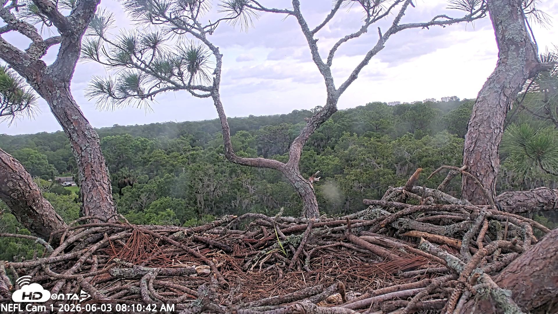 Snapshot of NE Florida Eagles Live Webcam taken Jun 3, 2026, 8:11am EDT