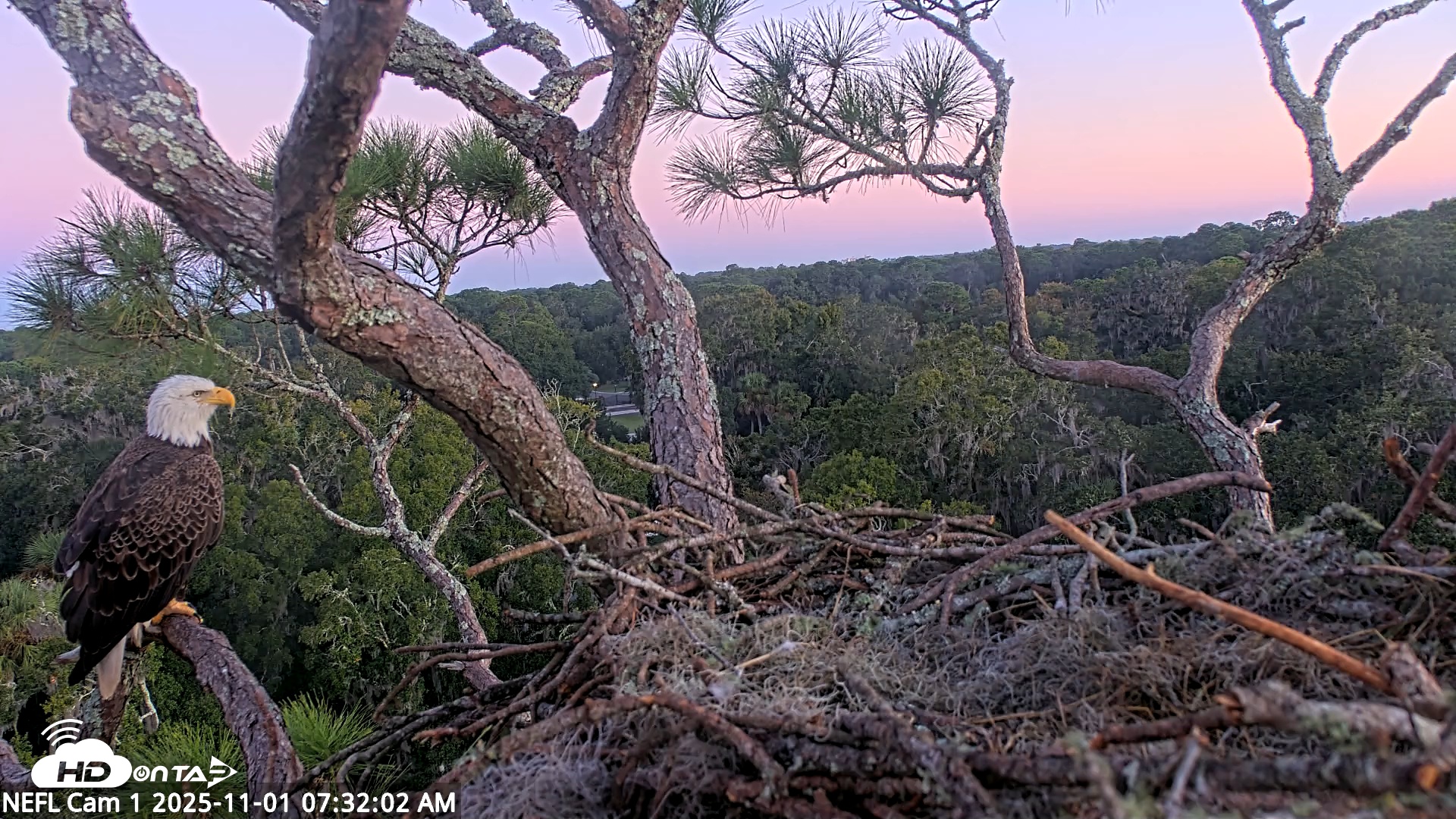 Snapshot of NE Florida Eagles Live Webcam taken Nov 1, 2025, 7:32am EDT