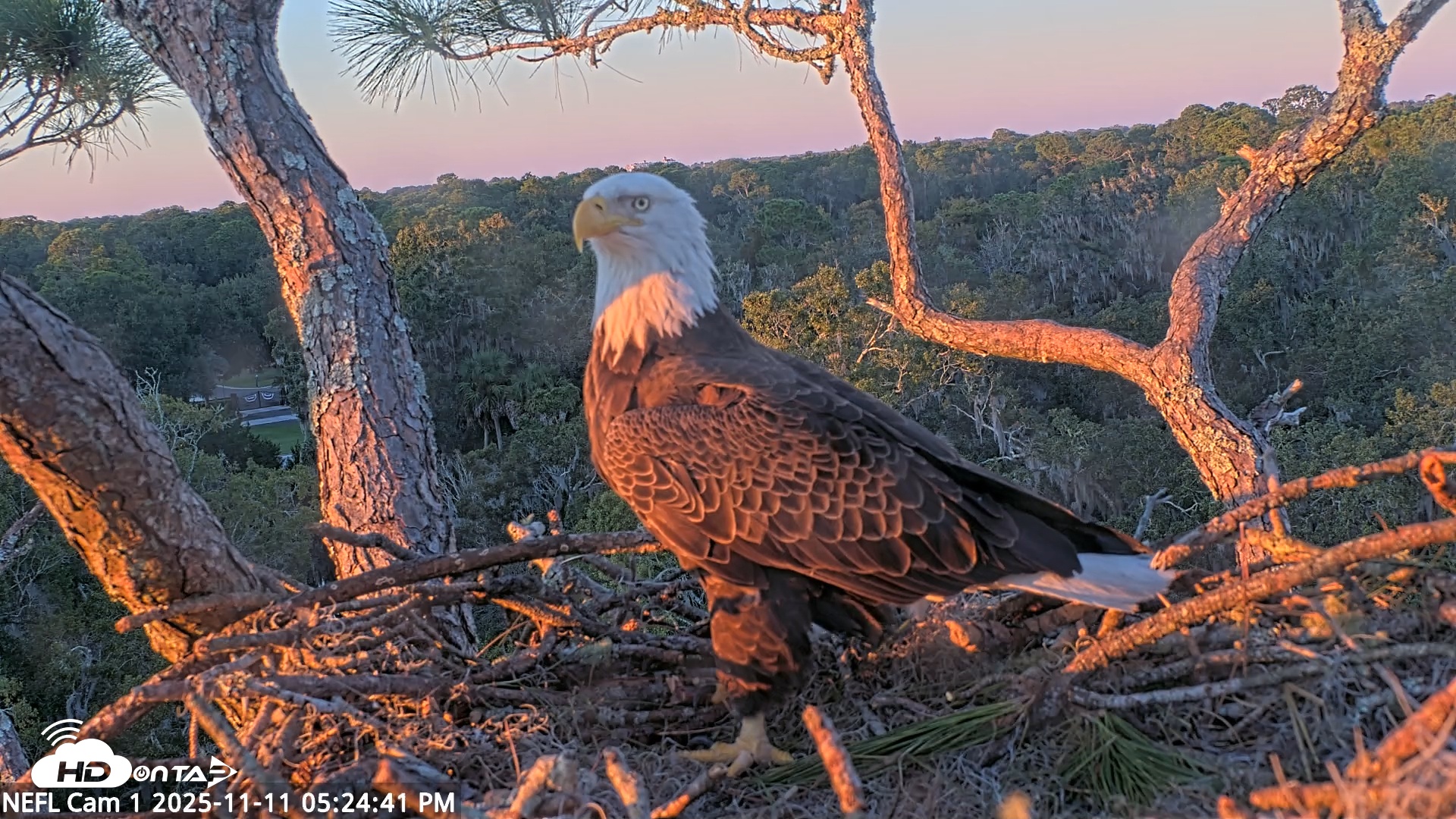 Snapshot of NE Florida Eagles Live Webcam taken Nov 11, 2025, 5:25pm EST