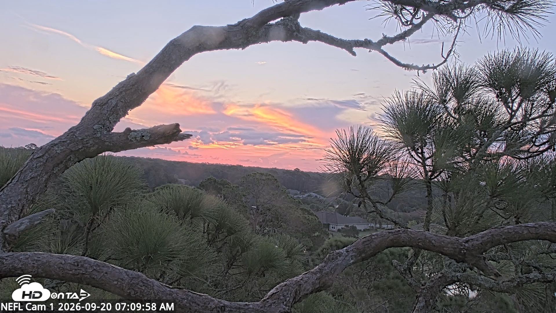Snapshot of NE Florida Eagles Live Webcam taken Sep 20, 2026, 7:11am EDT