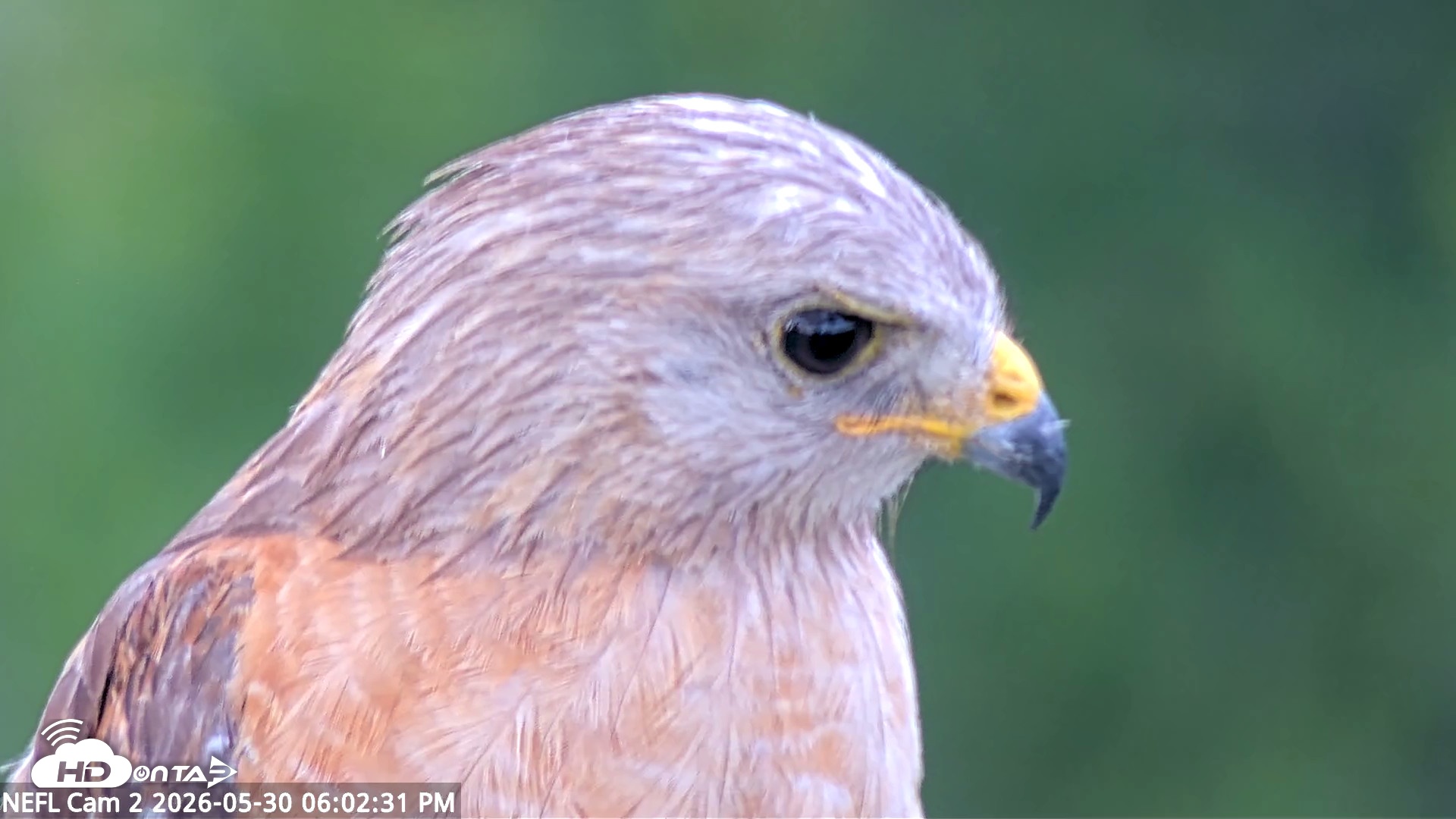 Snapshot of NE Florida Eagles Live Webcam taken May 30, 2026, 6:03pm EDT