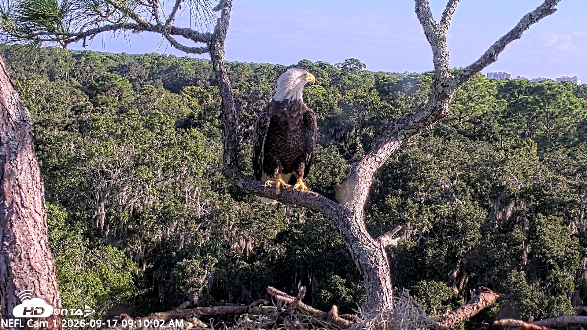 Snapshot of NE Florida Eagles Live Webcam taken Sep 17, 2026, 9:11am EDT