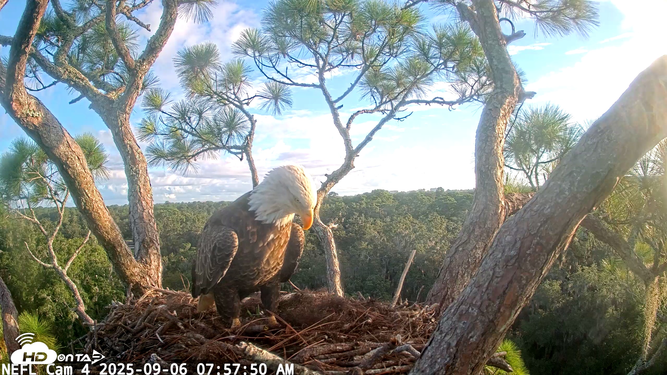 Snapshot of NE Florida Eagles Live Webcam taken Sep 6, 2025, 7:58am EDT
