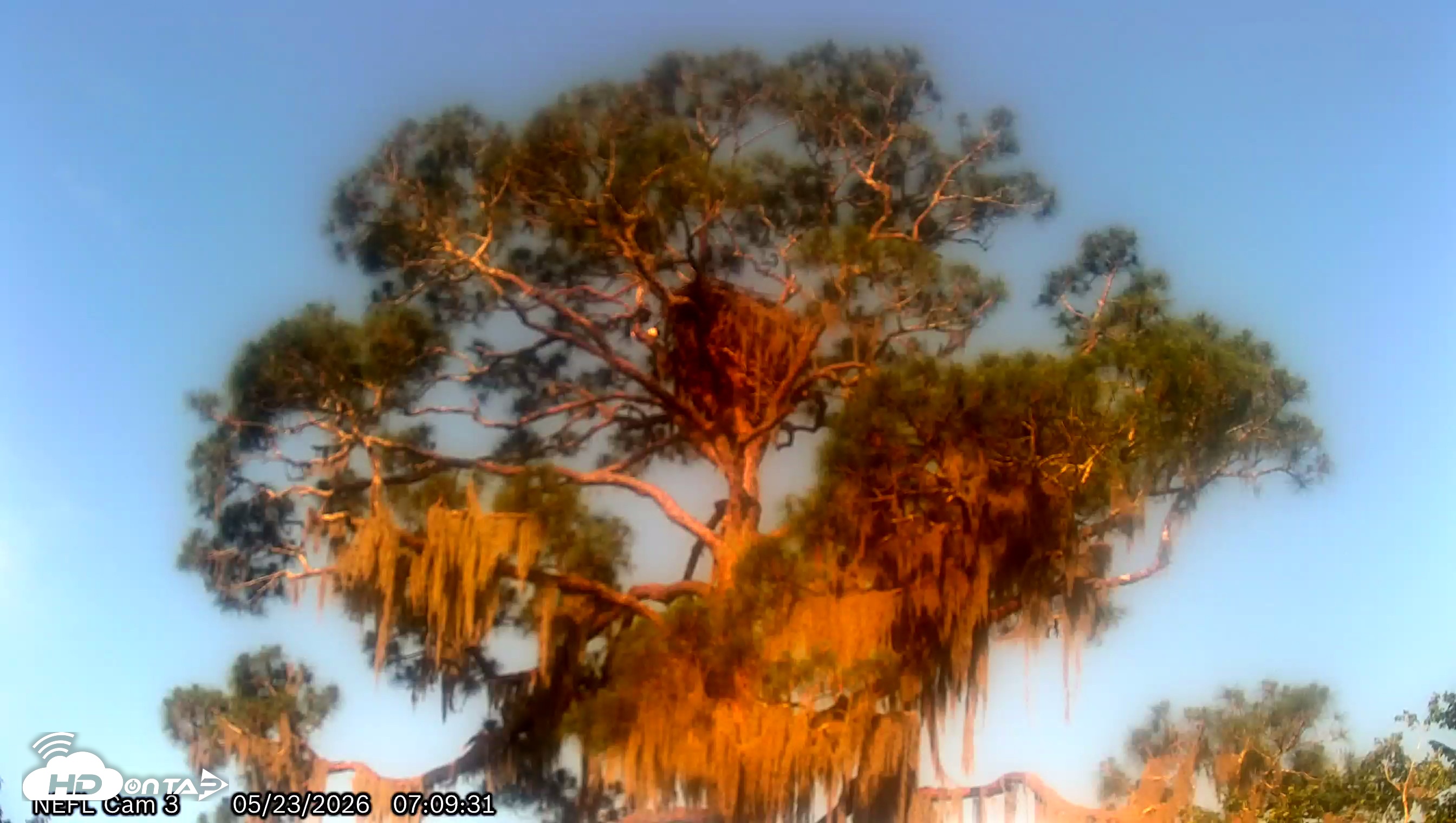 Snapshot of NE Florida Eagles Live Webcam taken May 23, 2026, 7:11am EDT