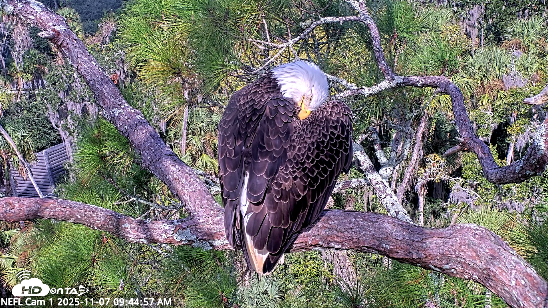 Snapshot of NE Florida Eagles Live Webcam taken Nov 7, 2025, 9:45am EST