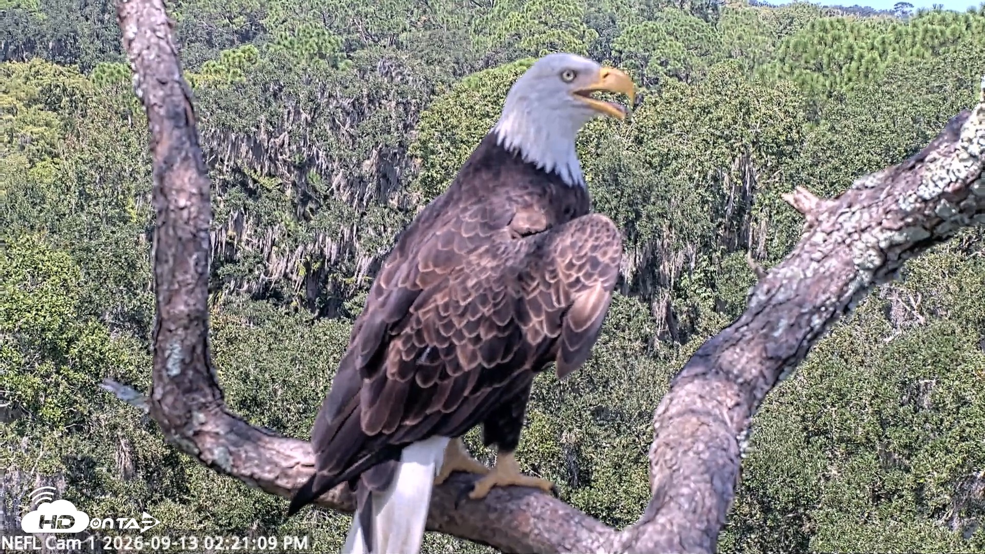 Snapshot of NE Florida Eagles Live Webcam taken Sep 13, 2026, 2:22pm EDT
