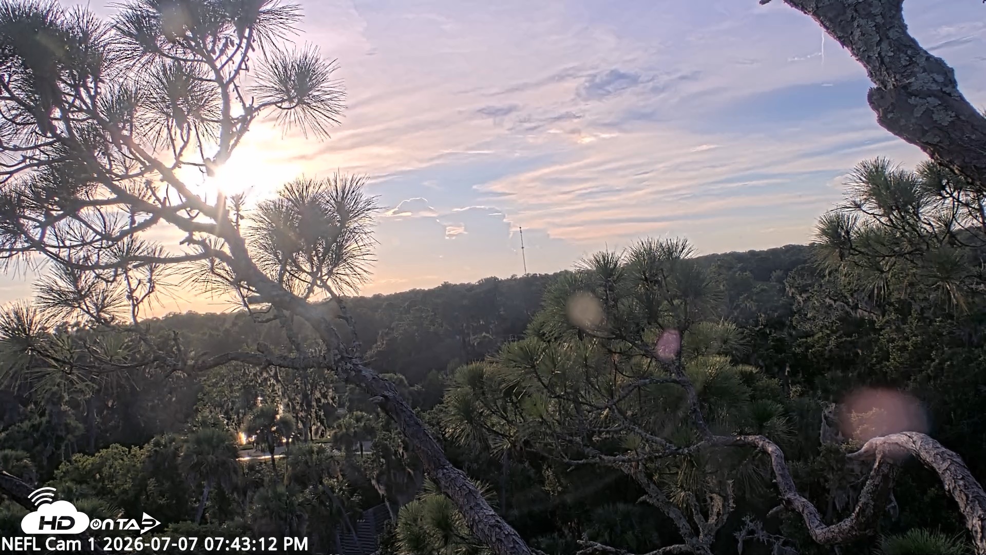 Snapshot of NE Florida Eagles Live Webcam taken Jul 7, 2026, 7:44pm EDT
