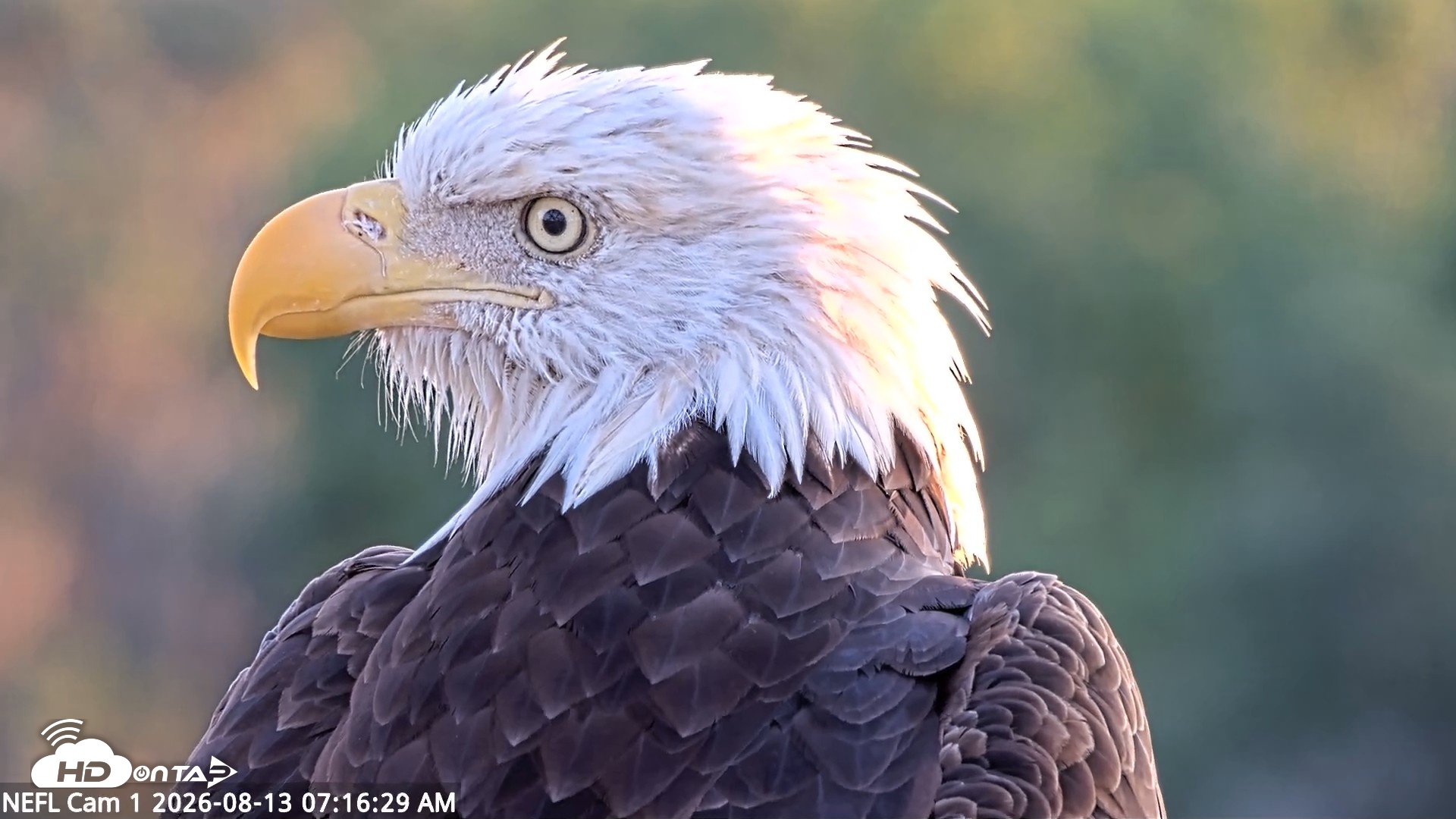 Snapshot of NE Florida Eagles Live Webcam taken Aug 13, 2026, 7:17am EDT