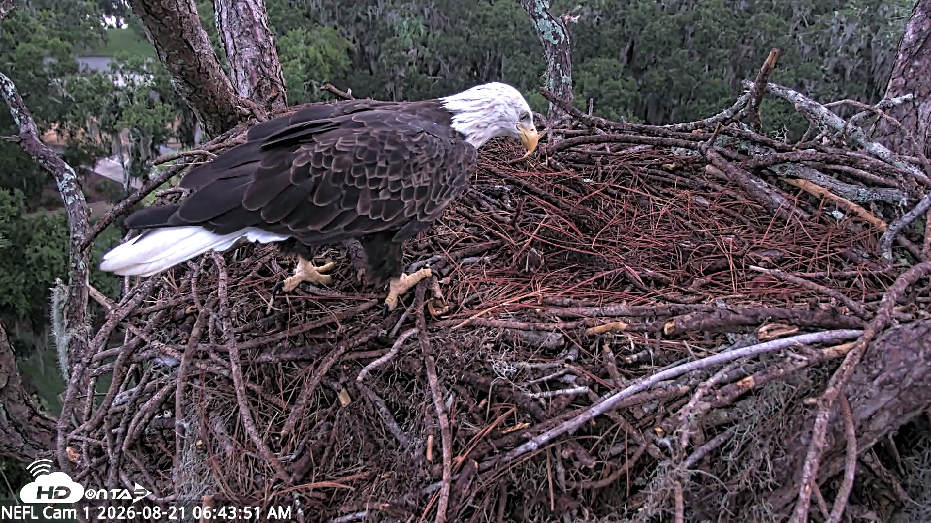 Snapshot of NE Florida Eagles Live Webcam taken Aug 21, 2026, 6:44am EDT