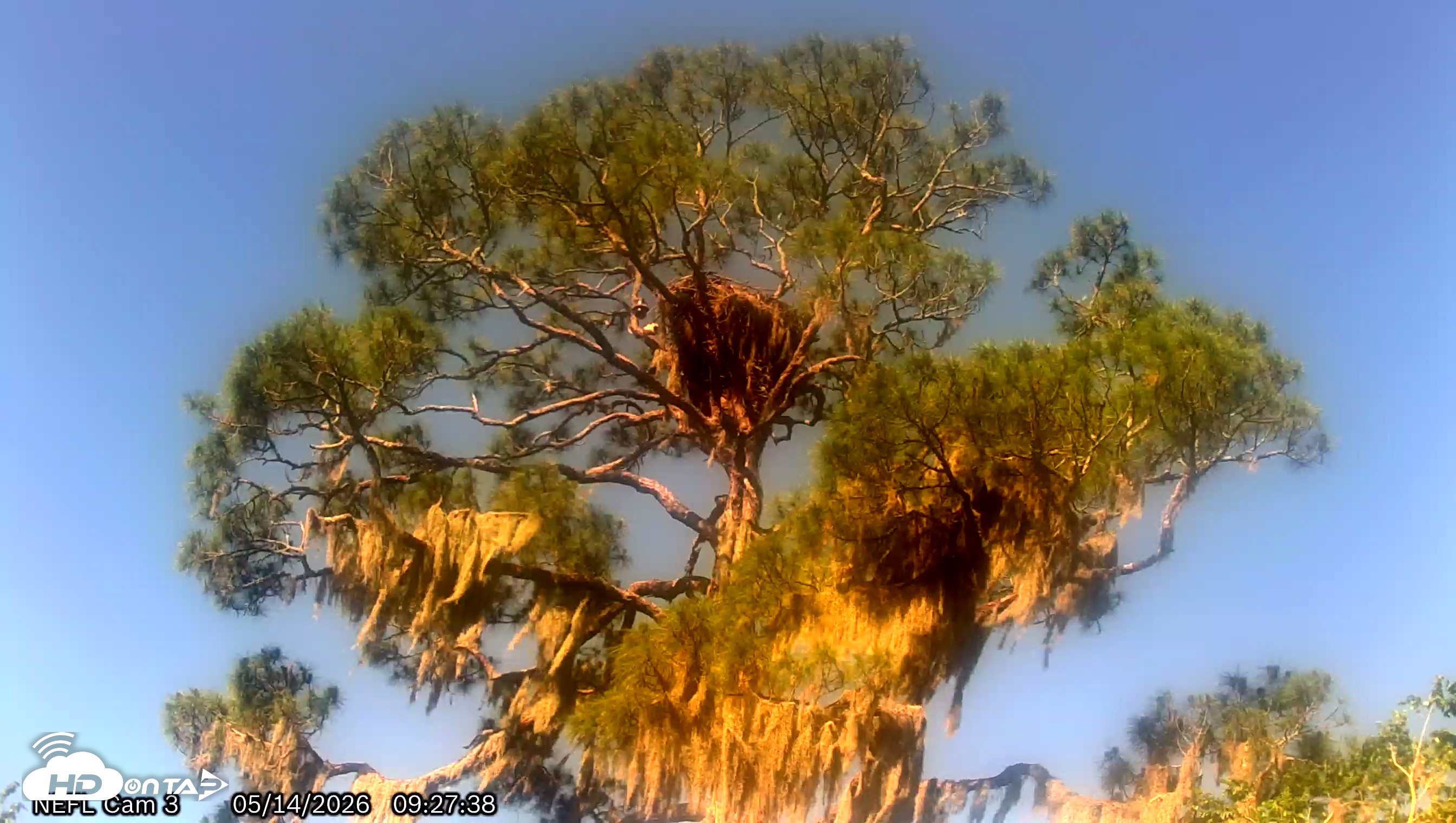 Snapshot of NE Florida Eagles Live Webcam taken May 14, 2026, 9:28am EDT