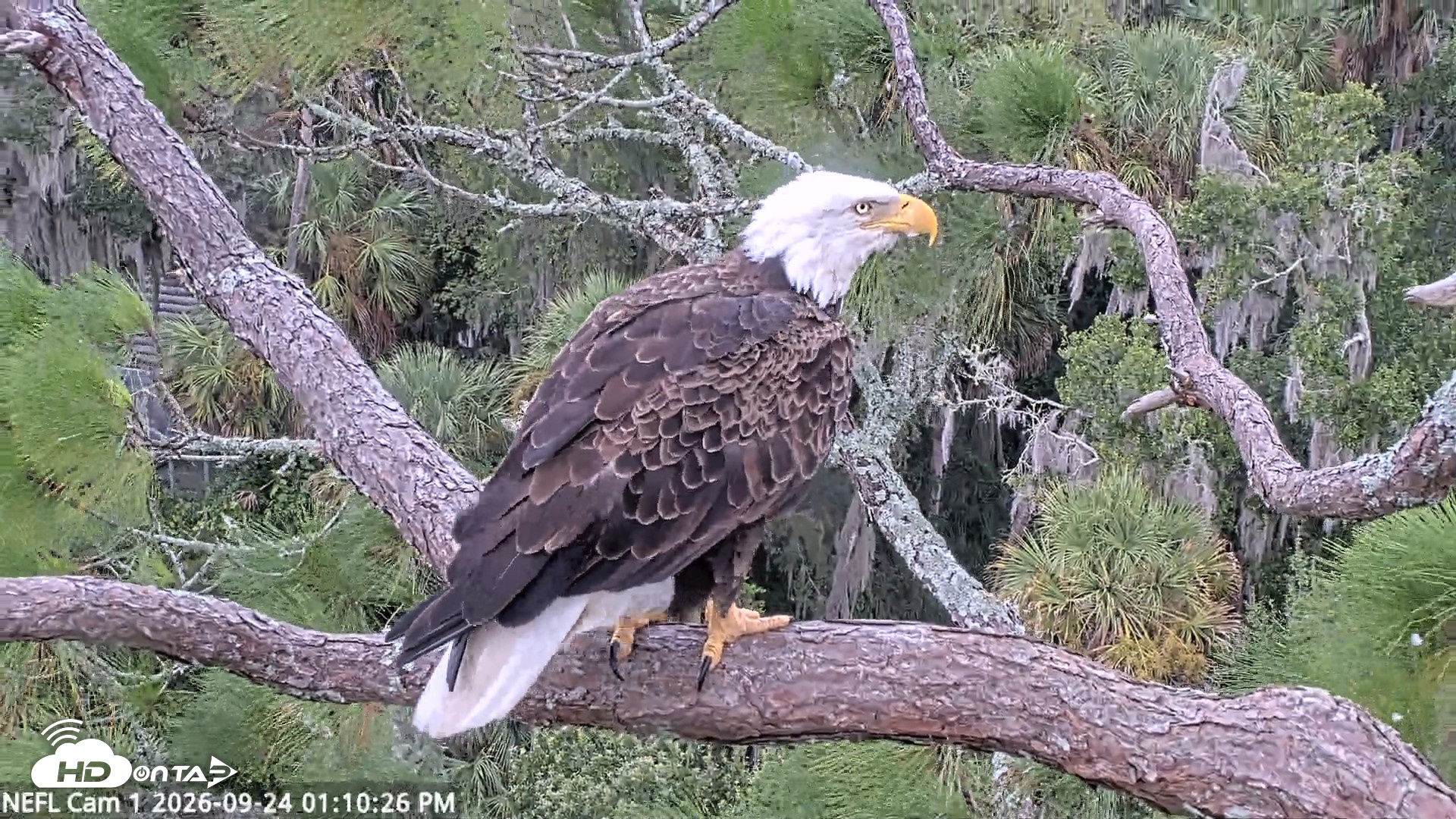 Snapshot of NE Florida Eagles Live Webcam taken Sep 24, 2026, 1:11pm EDT