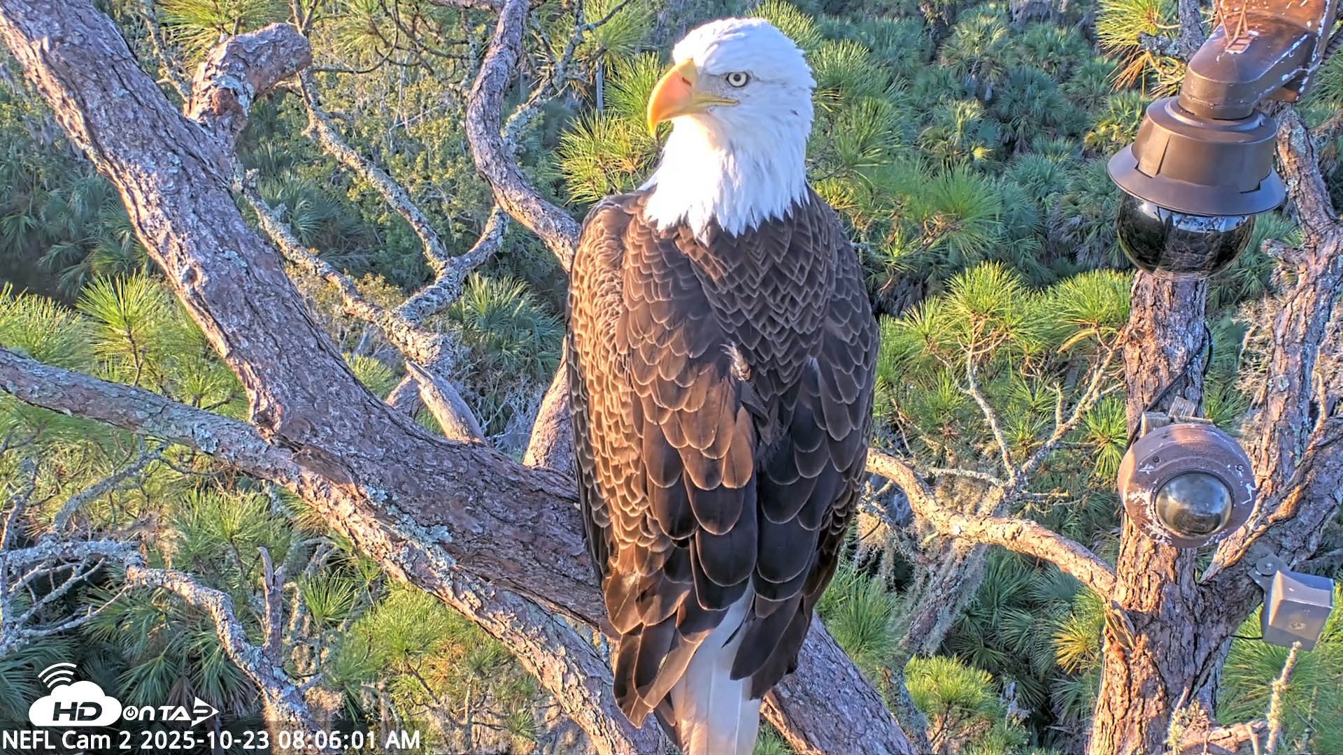 Snapshot of NE Florida Eagles Live Webcam taken Oct 23, 2025, 8:07am EDT