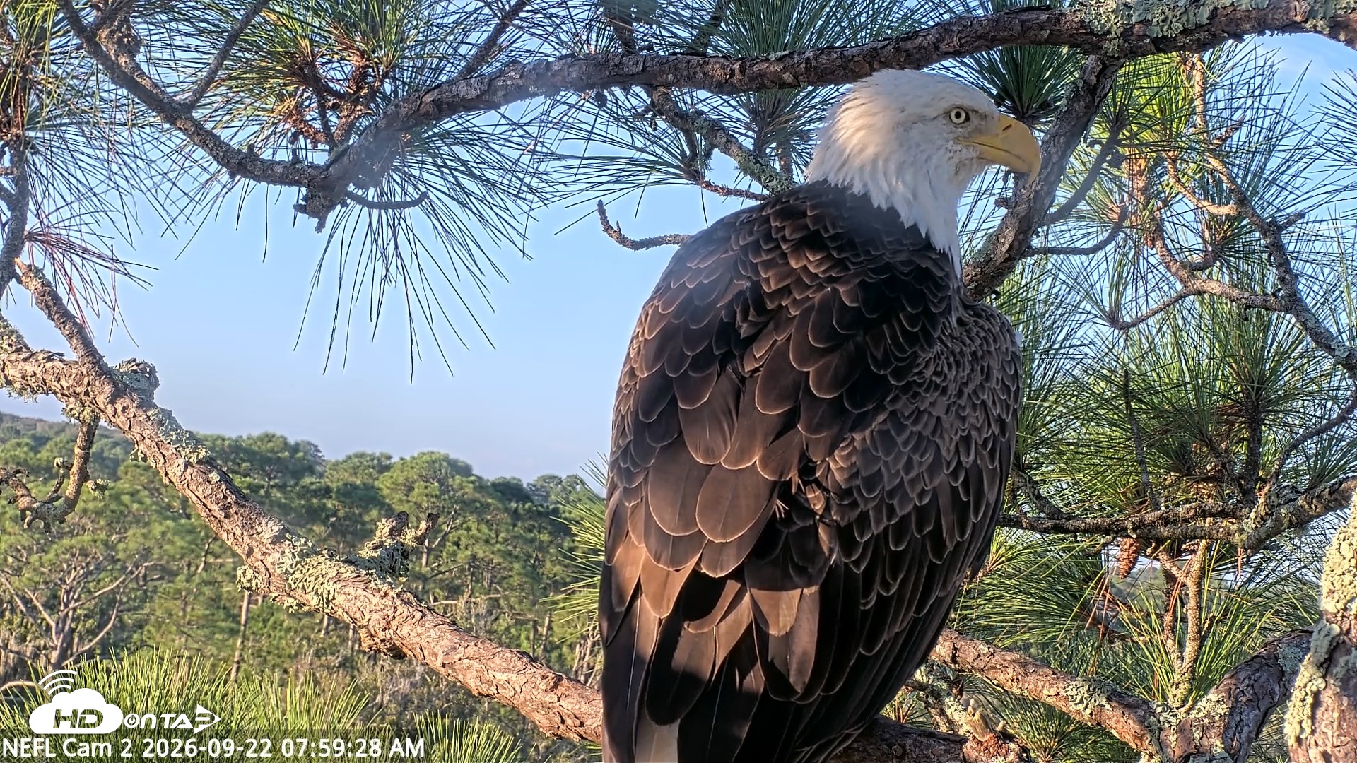 Snapshot of NE Florida Eagles Live Webcam taken Sep 22, 2026, 8:00am EDT
