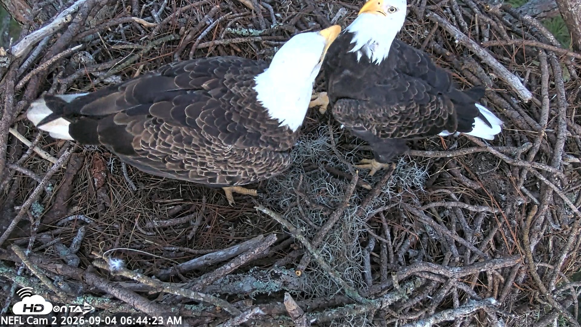 Snapshot of NE Florida Eagles Live Webcam taken Sep 4, 2026, 6:45am EDT