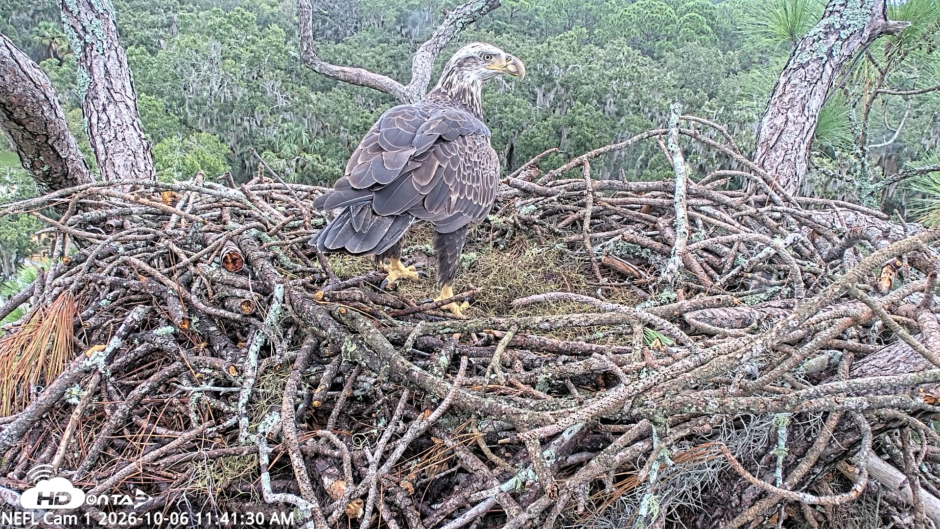 Snapshot of NE Florida Eagles Live Webcam taken Oct 6, 2026, 11:42am EDT