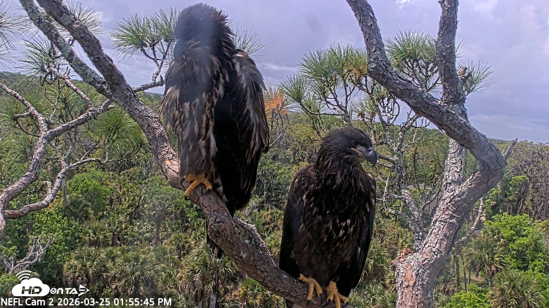 Snapshot of NE Florida Eagles Live Webcam taken Mar 25, 2026, 1:56pm EDT
