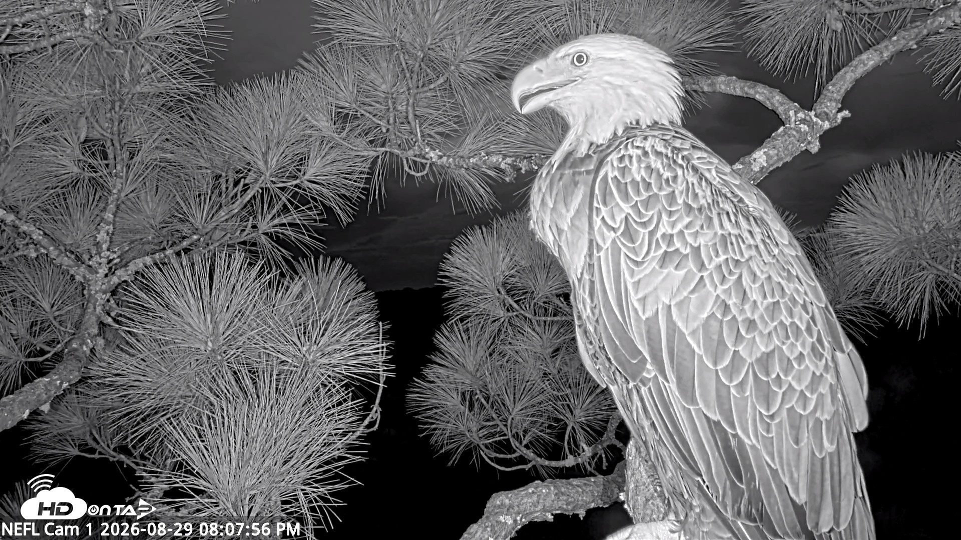 Snapshot of NE Florida Eagles Live Webcam taken Aug 29, 2026, 8:09pm EDT