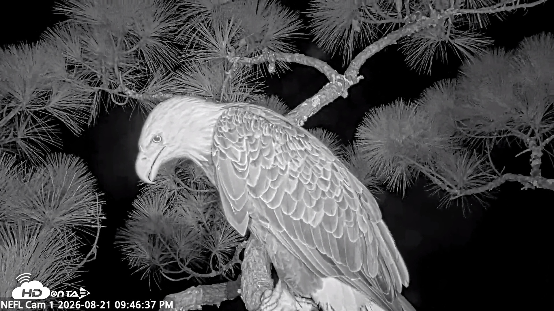 Snapshot of NE Florida Eagles Live Webcam taken Aug 21, 2026, 9:47pm EDT