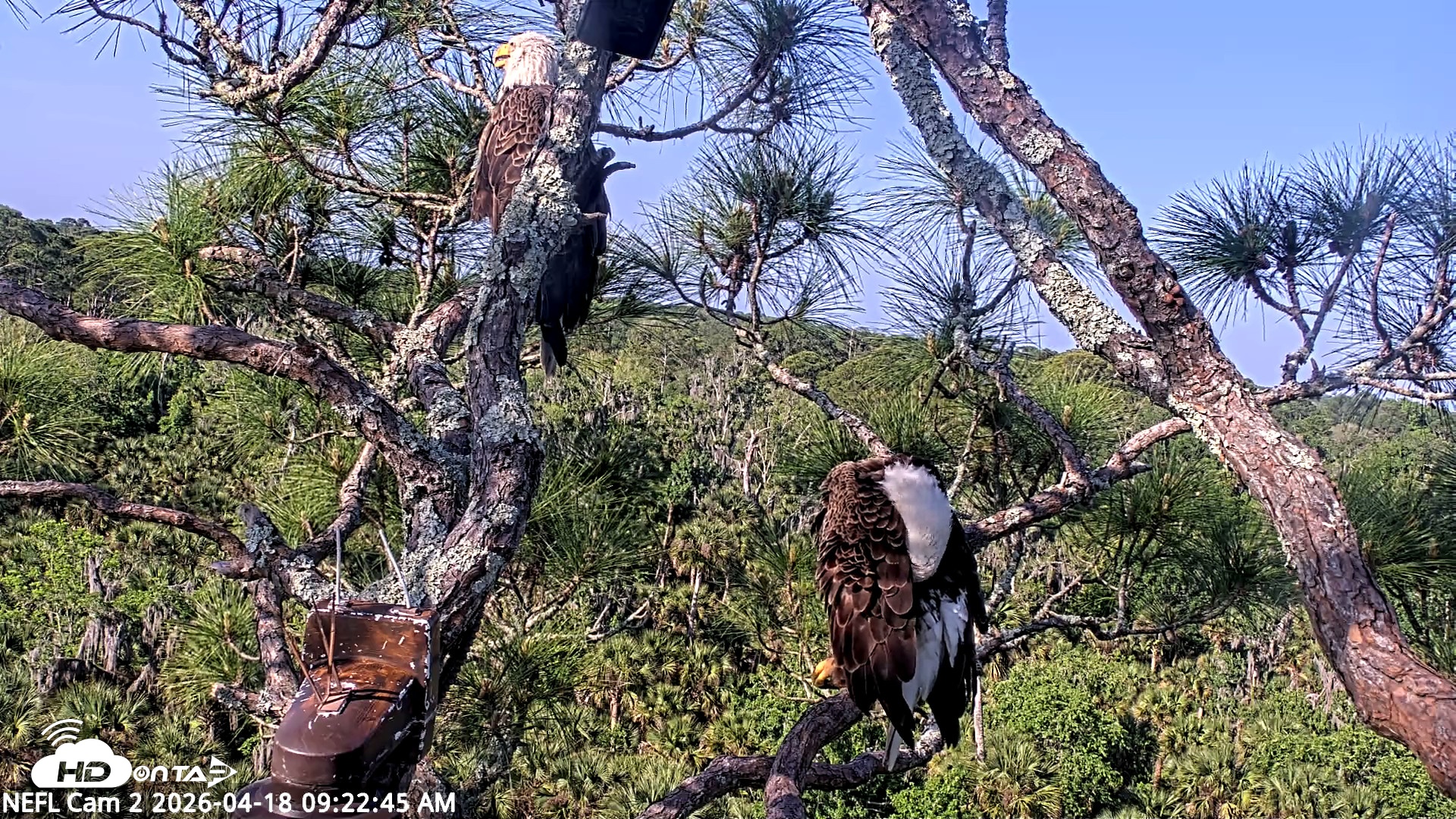 Snapshot of NE Florida Eagles Live Webcam taken Apr 18, 2026, 9:23am EDT