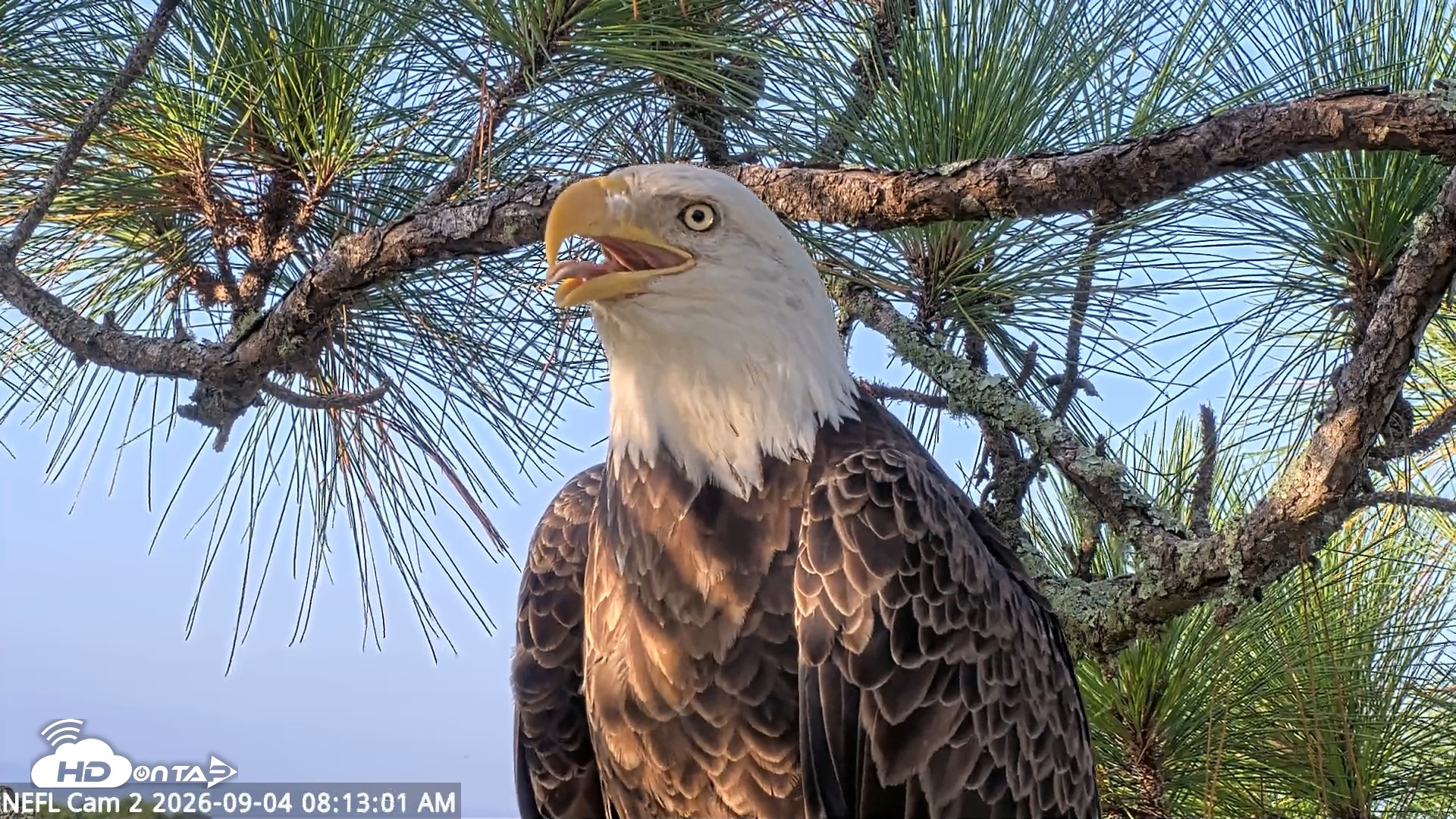 Snapshot of NE Florida Eagles Live Webcam taken Sep 4, 2026, 8:13am EDT